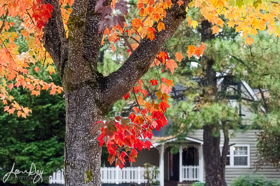 Pentax K-3 II sample photo. Autumn in cedar ridge photography