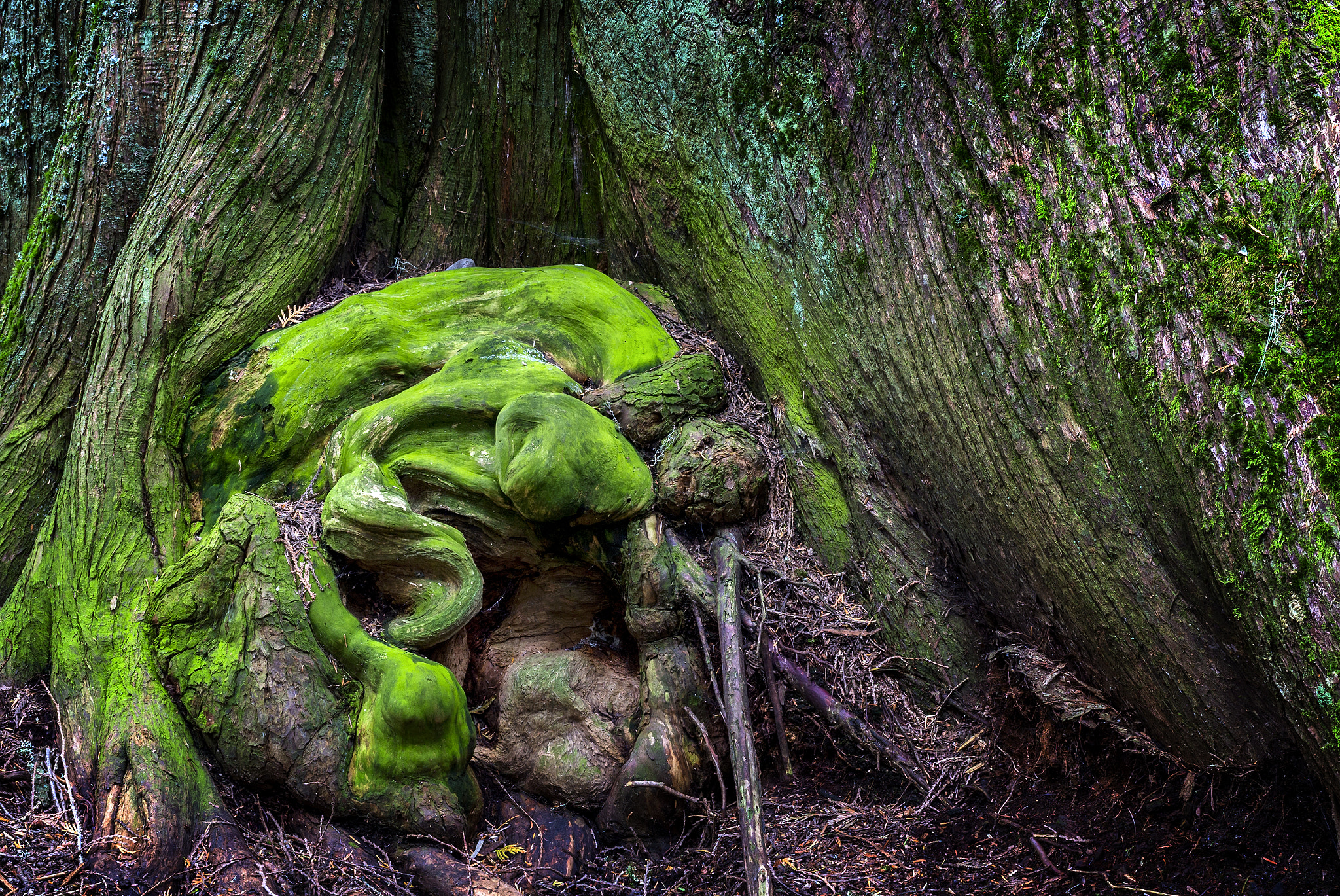 Sigma 35mm F1.4 DG HSM Art sample photo. Tree slave photography