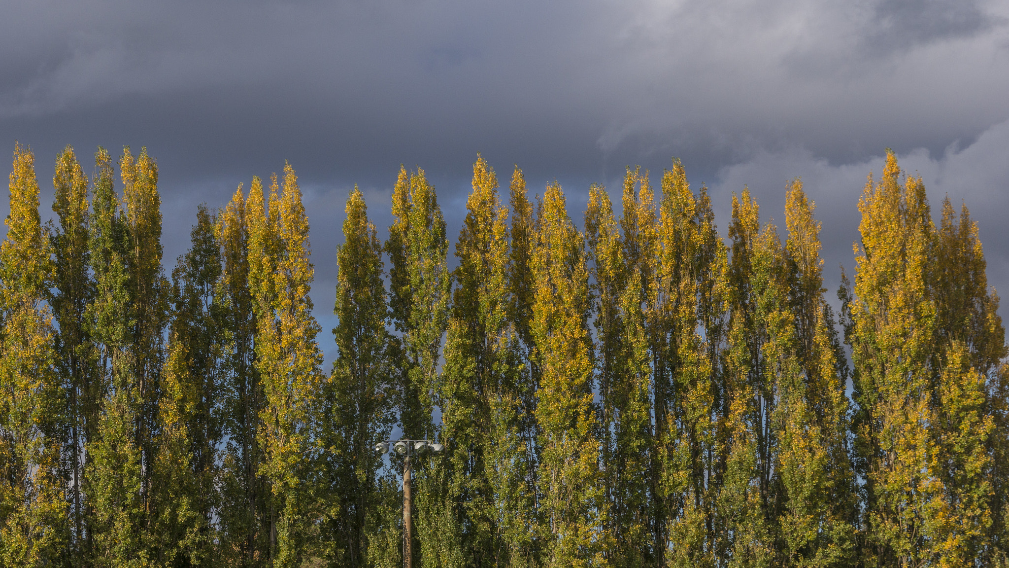 Sony E 18-200mm F3.5-6.3 OSS sample photo. Fall treeline photography