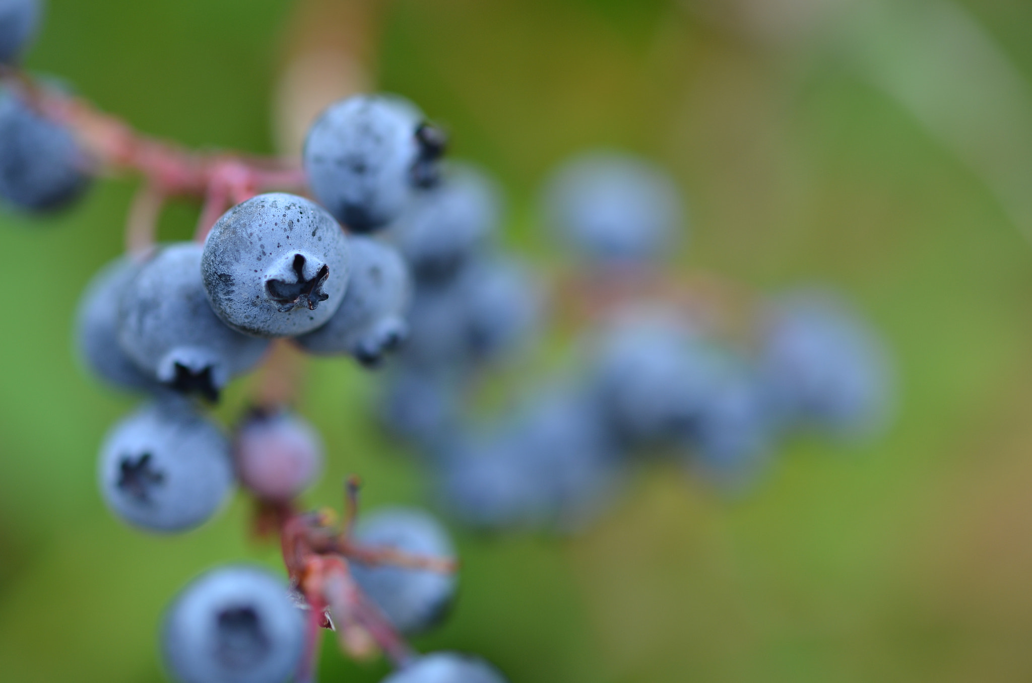 Nikon AF-S Micro-Nikkor 60mm F2.8G ED sample photo