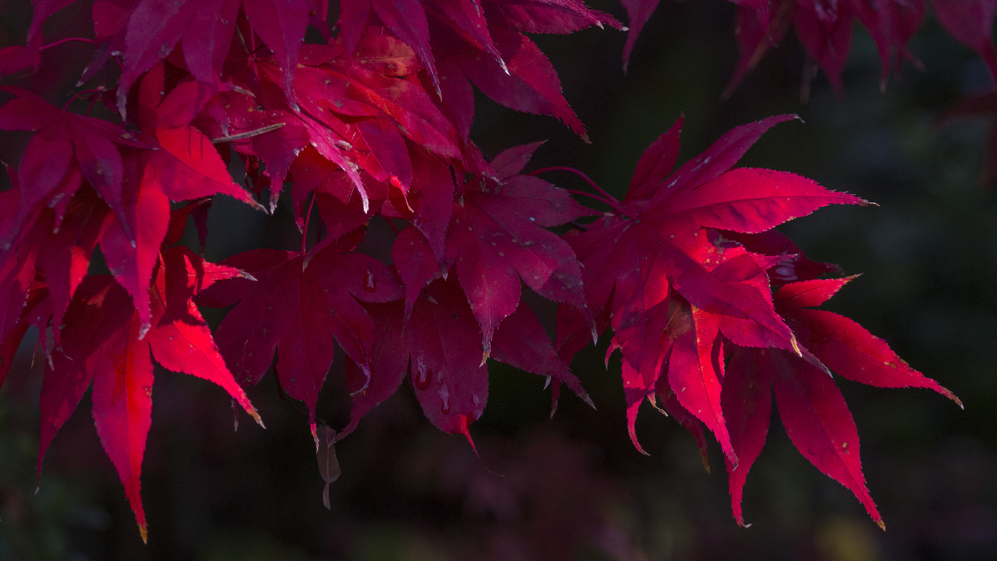 Sony E 18-200mm F3.5-6.3 OSS sample photo. Rouge photography