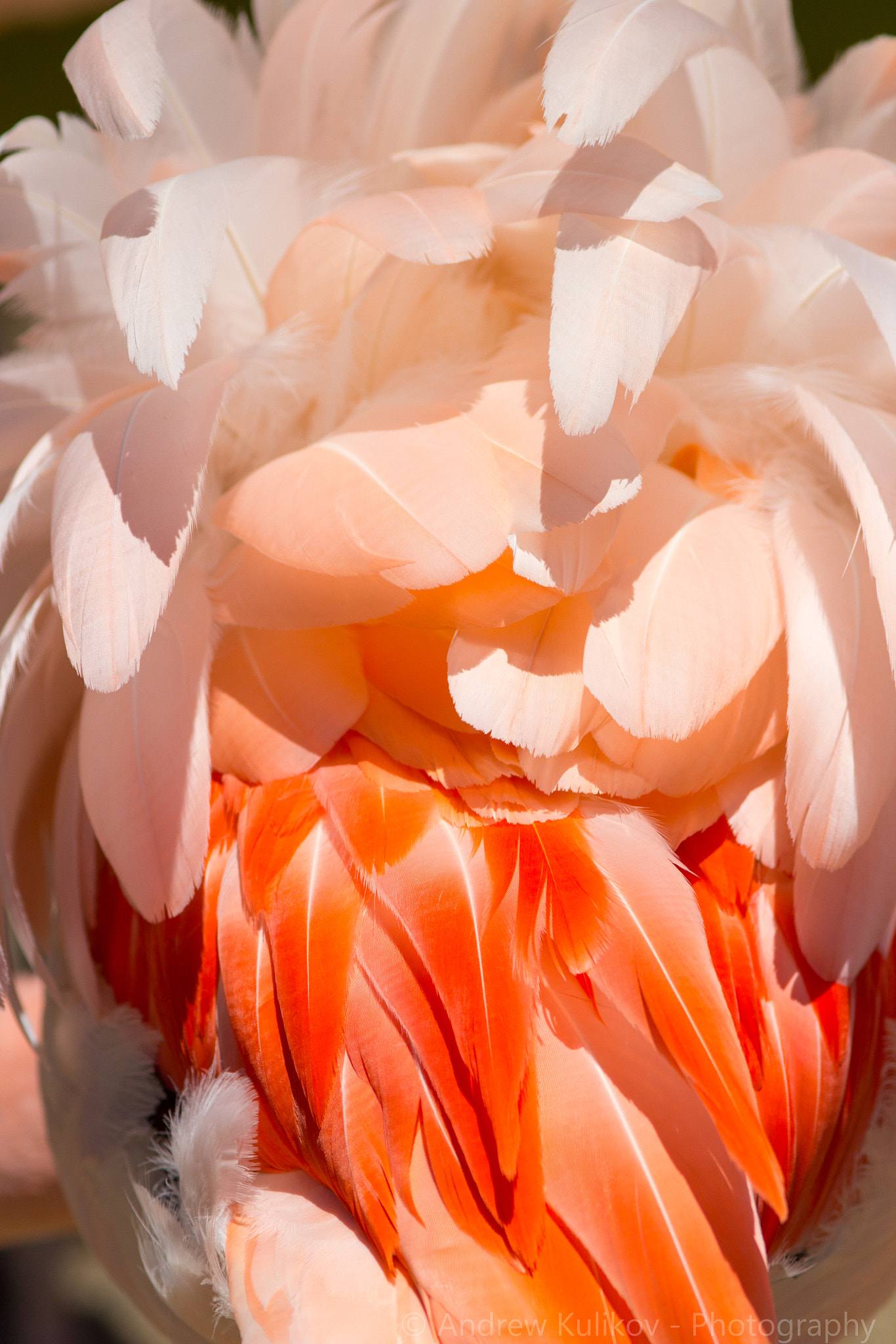 Canon EF 200mm F2.8L II USM sample photo. Flamingo colors photography