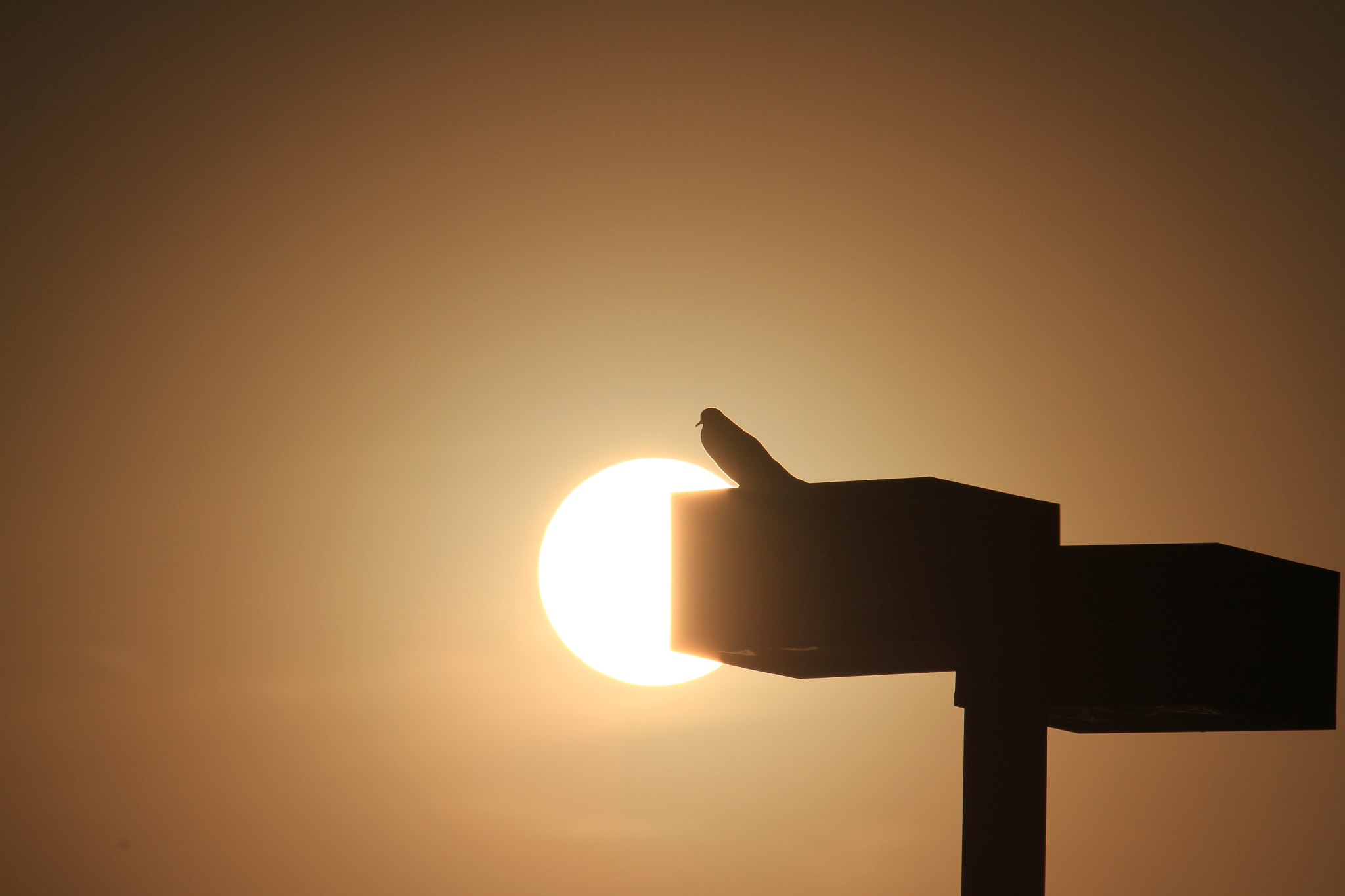 Canon EF 70-200mm F4L IS USM sample photo. Bird standing over the sun photography