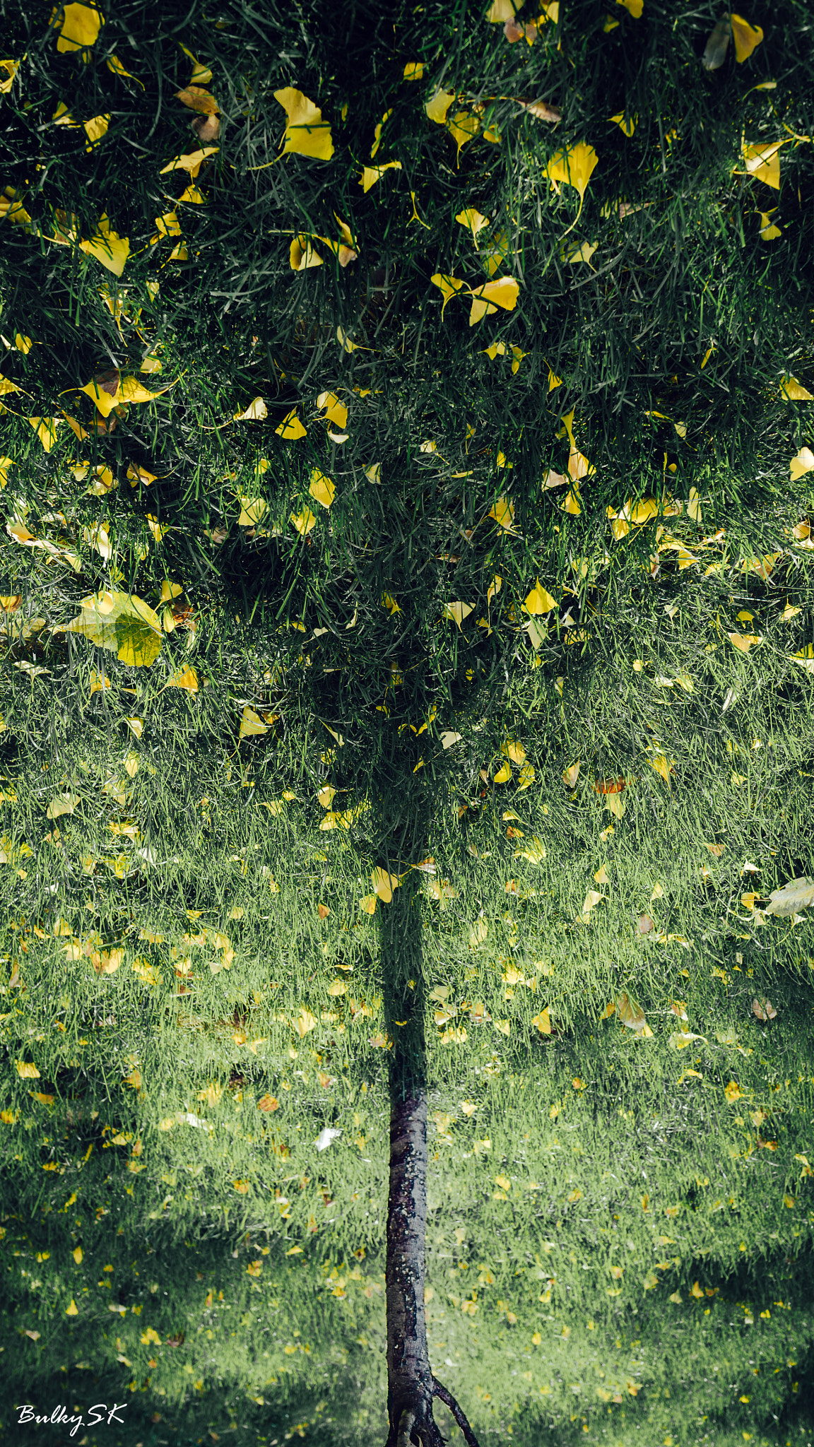 Nikon D610 sample photo. Tree of shadow photography