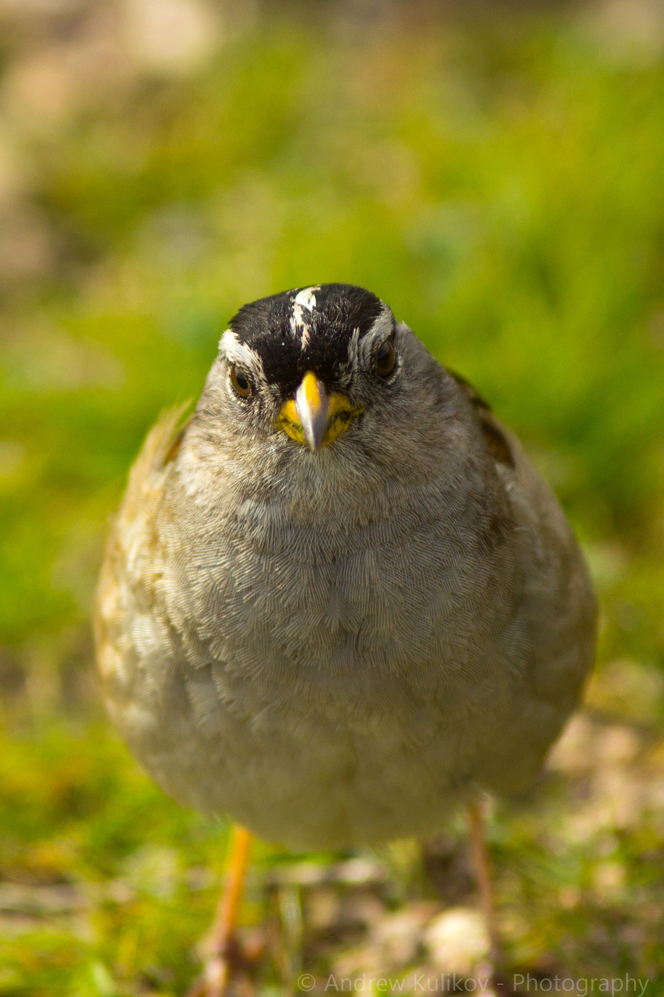 Canon EF 200mm F2.8L II USM sample photo. Little bird photography