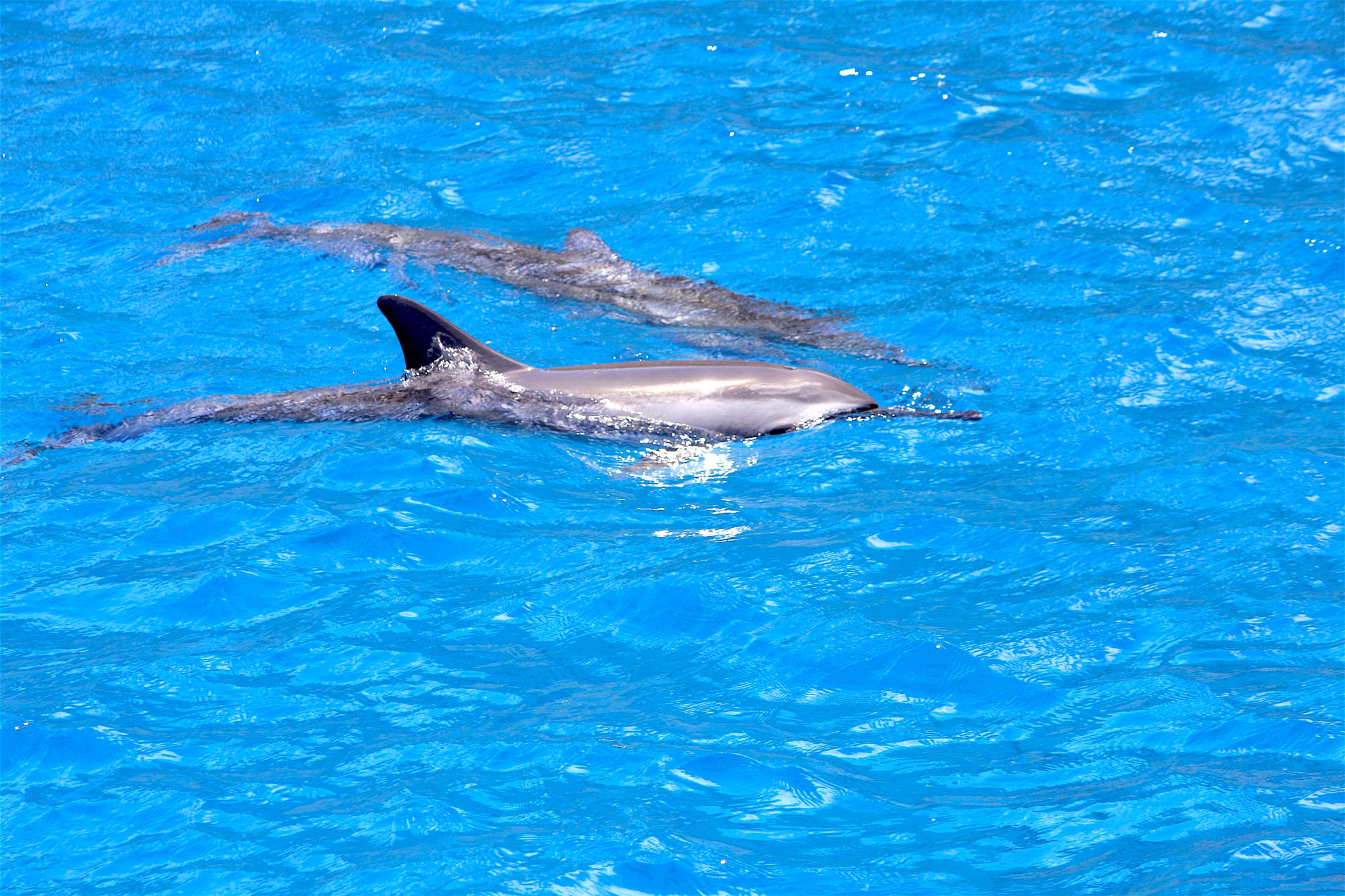 Canon EF-S 55-250mm F4-5.6 IS sample photo. Young flipper photography