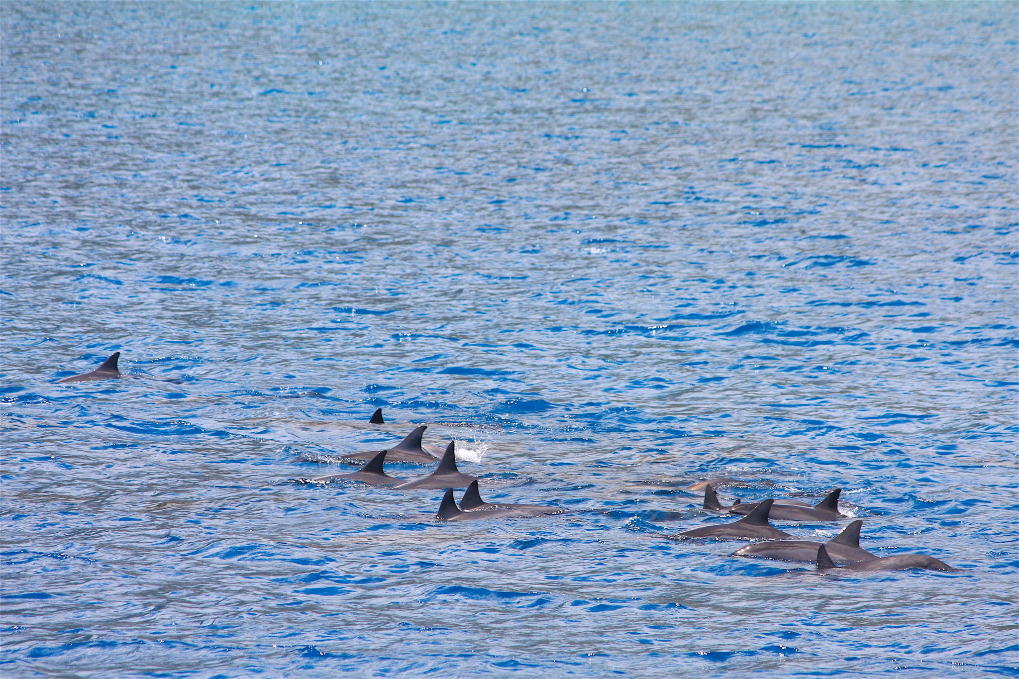 Canon EF-S 55-250mm F4-5.6 IS sample photo. The pod photography