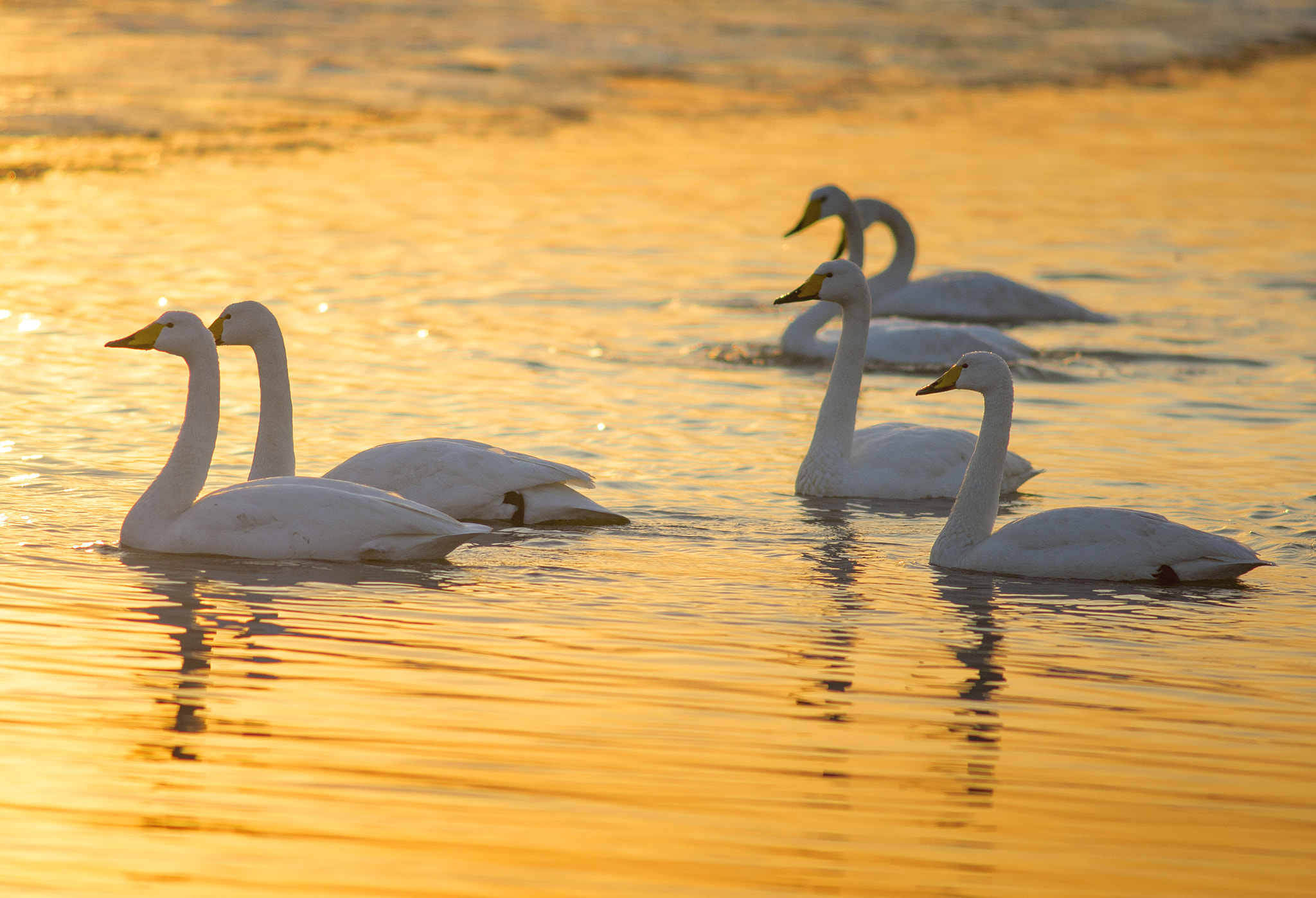 Nikon Df + AF Nikkor 300mm f/4 IF-ED sample photo. The swan photography