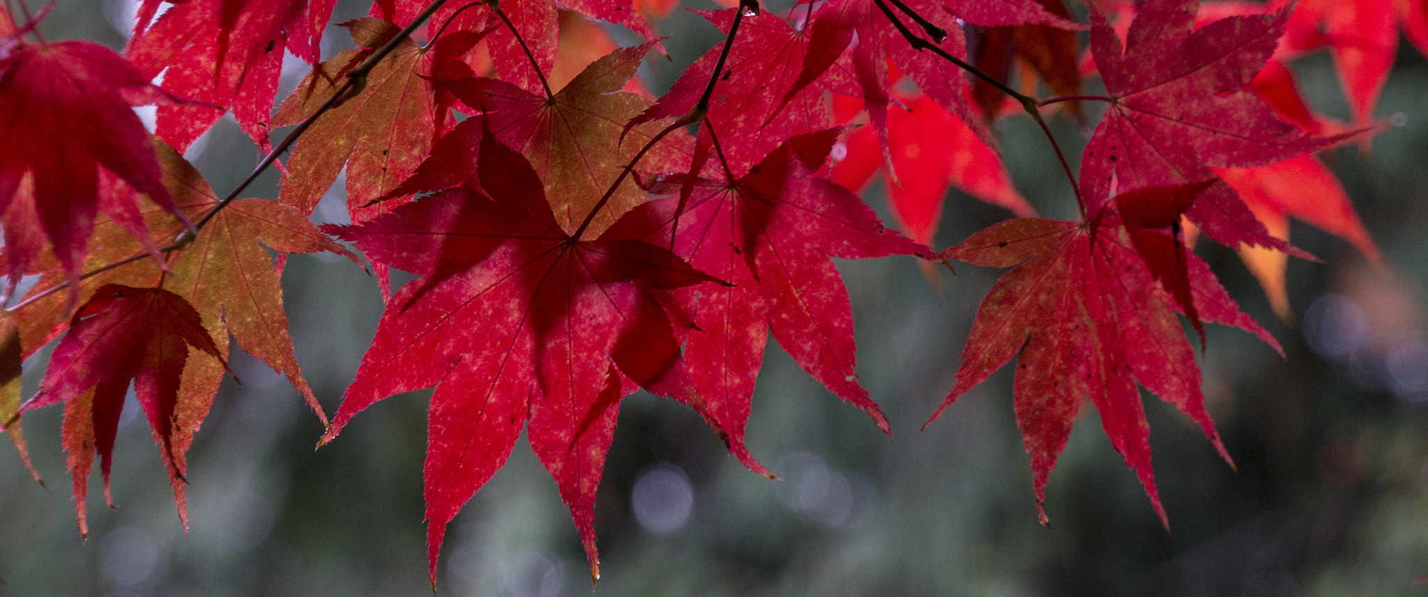 Sony E 18-200mm F3.5-6.3 OSS sample photo. Joy of fall color photography