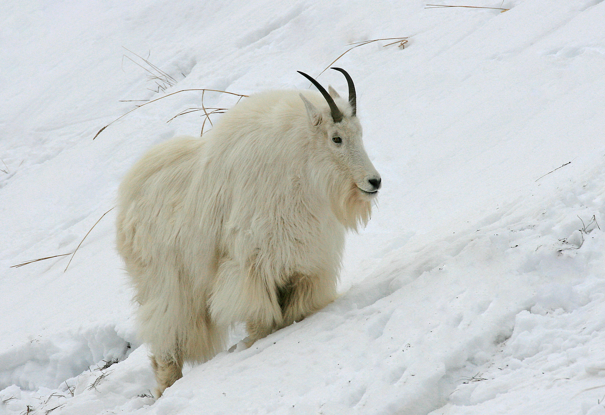 Canon EF 70-300mm F4-5.6L IS USM sample photo. The perfct winter coat photography