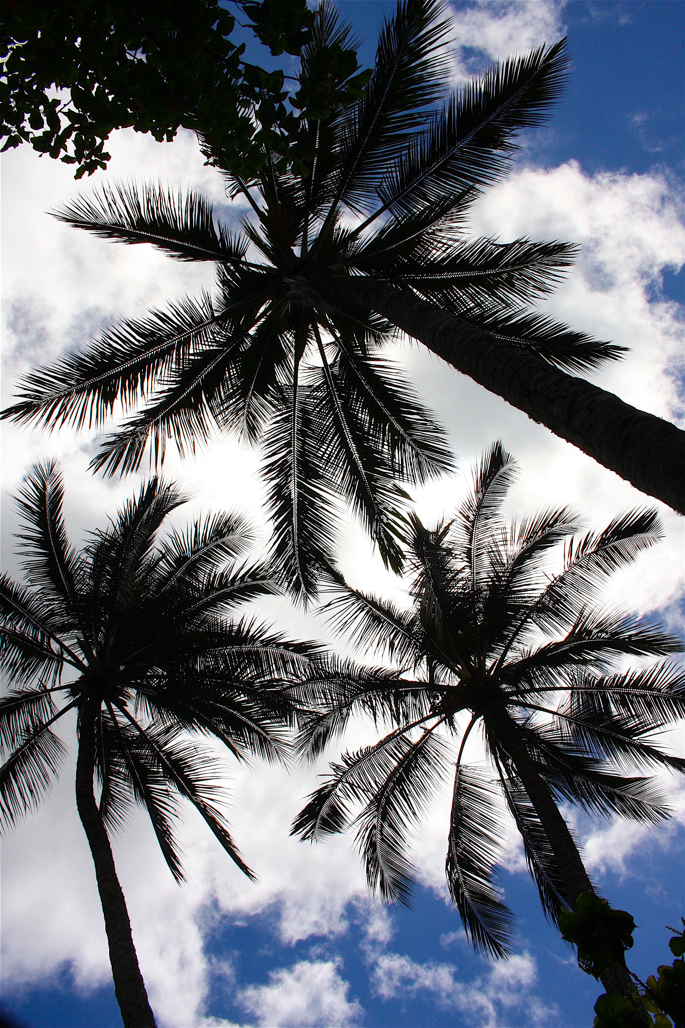 Canon EOS 40D sample photo. Breeze and palm trees photography