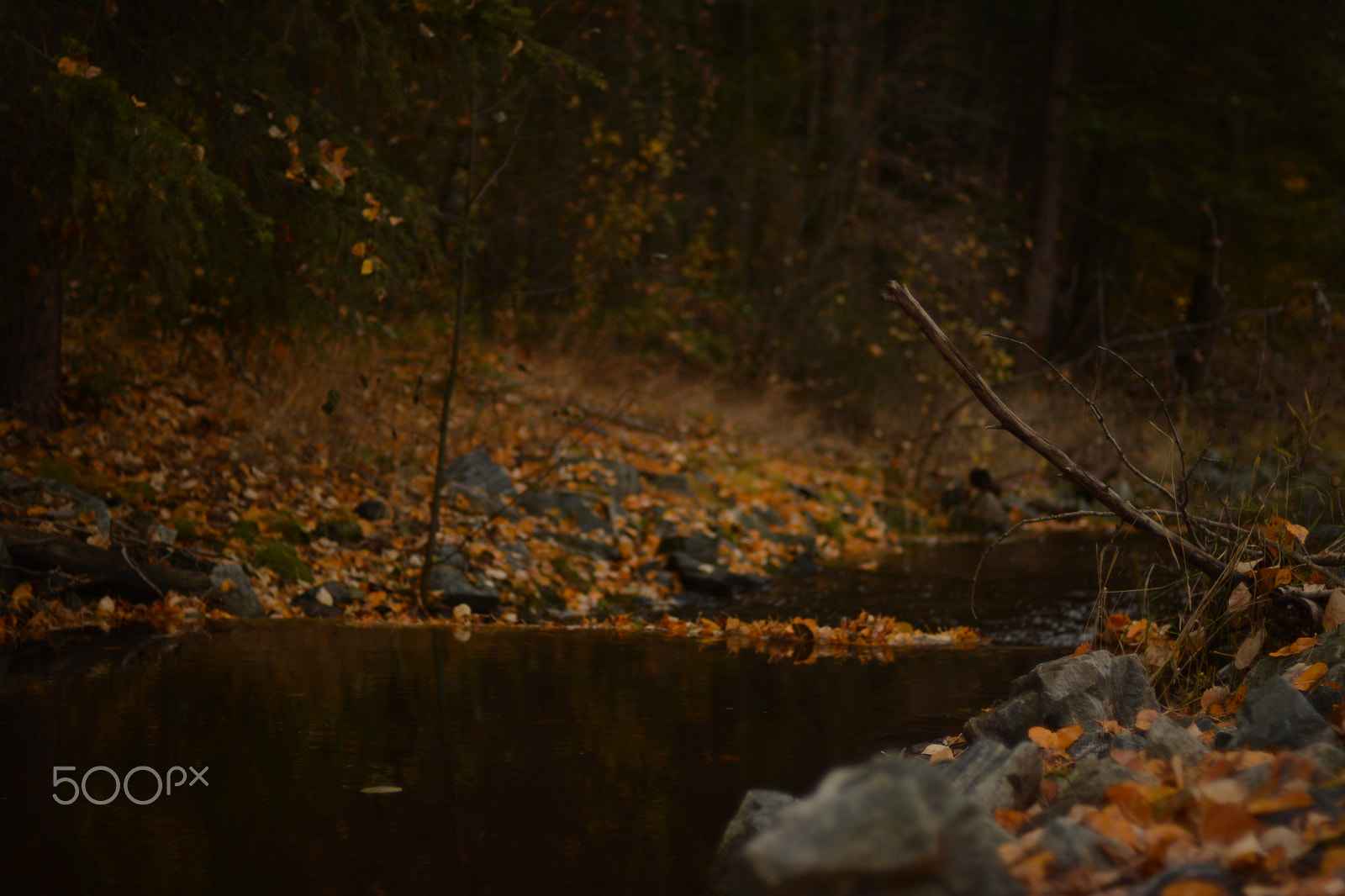 Nikon D5200 + Nikon AF Nikkor 50mm F1.4D sample photo. Autumn walk photography