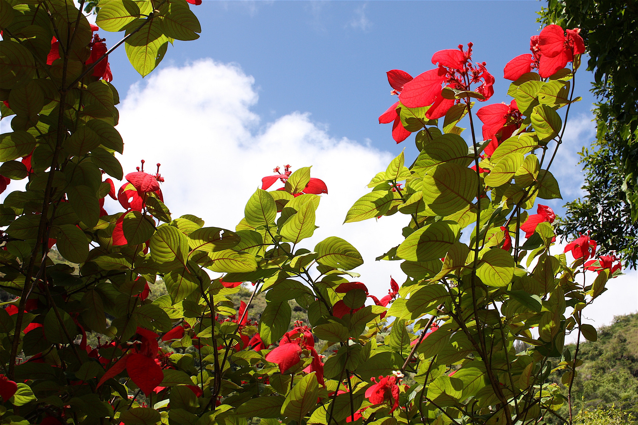 Canon EOS 40D sample photo. Photosynthesis photography