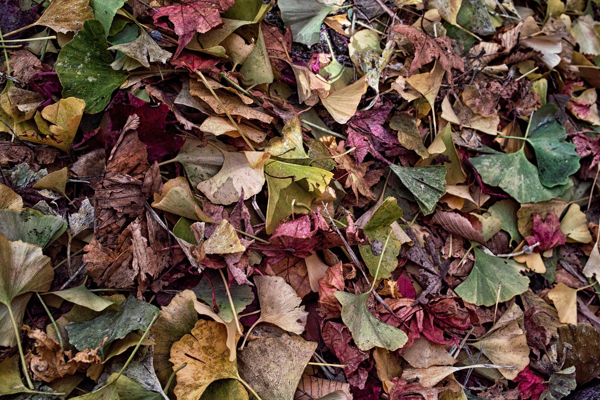 Sigma DP2 sample photo. Autumn memory photography