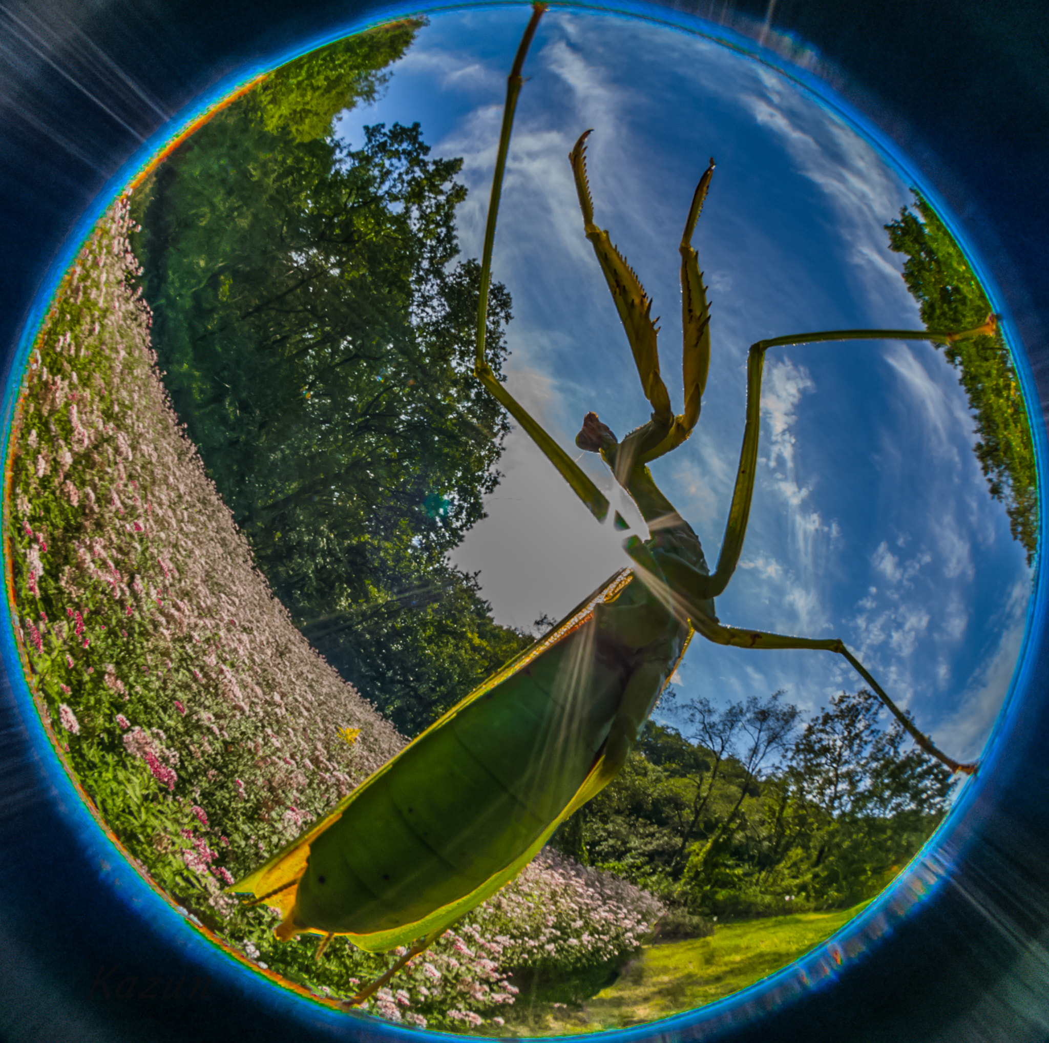 5mm F2.8 sample photo. King of mantis！ ver.1 photography
