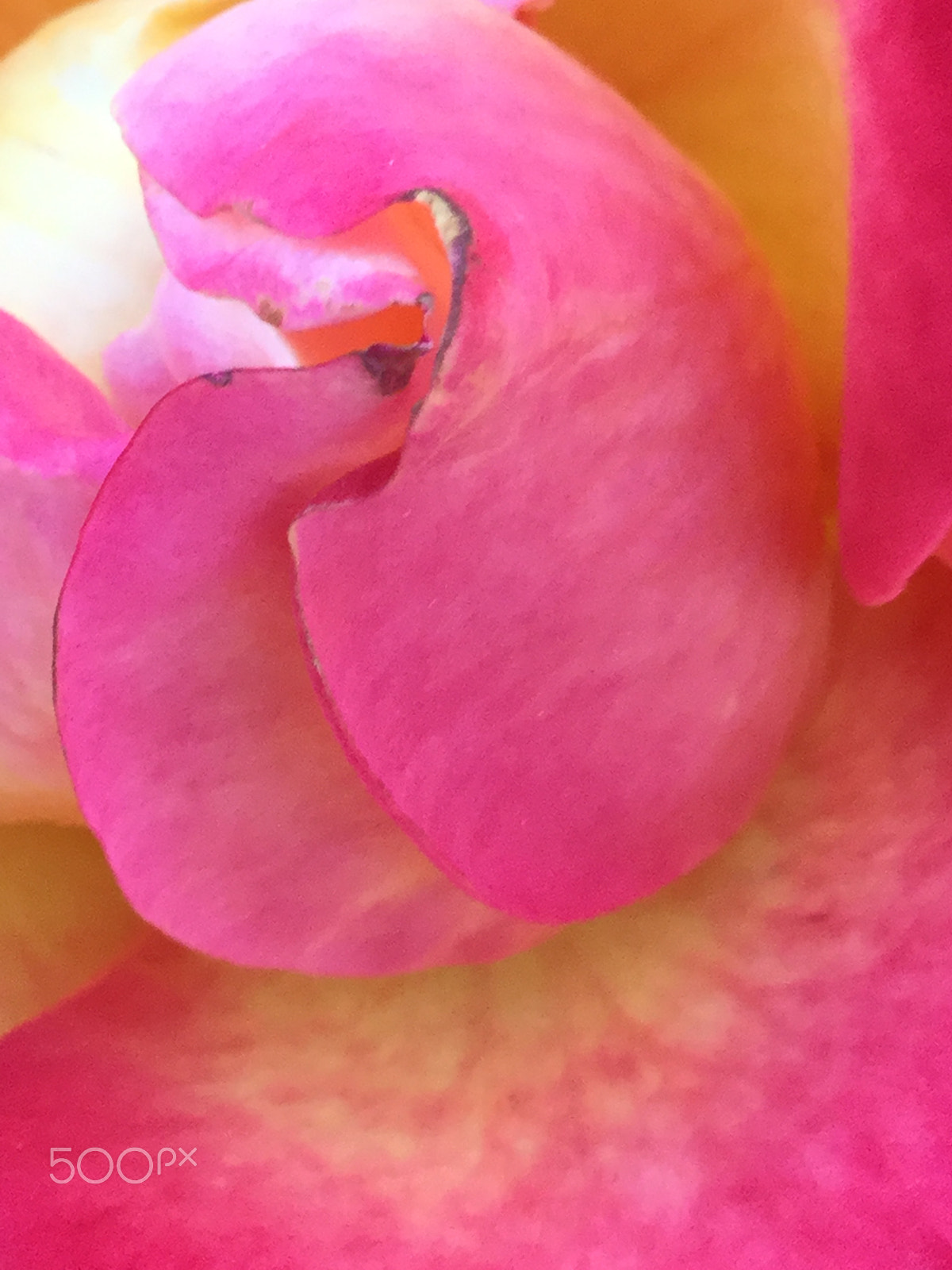 Apple iPad5,3 sample photo. Romance blooms photography