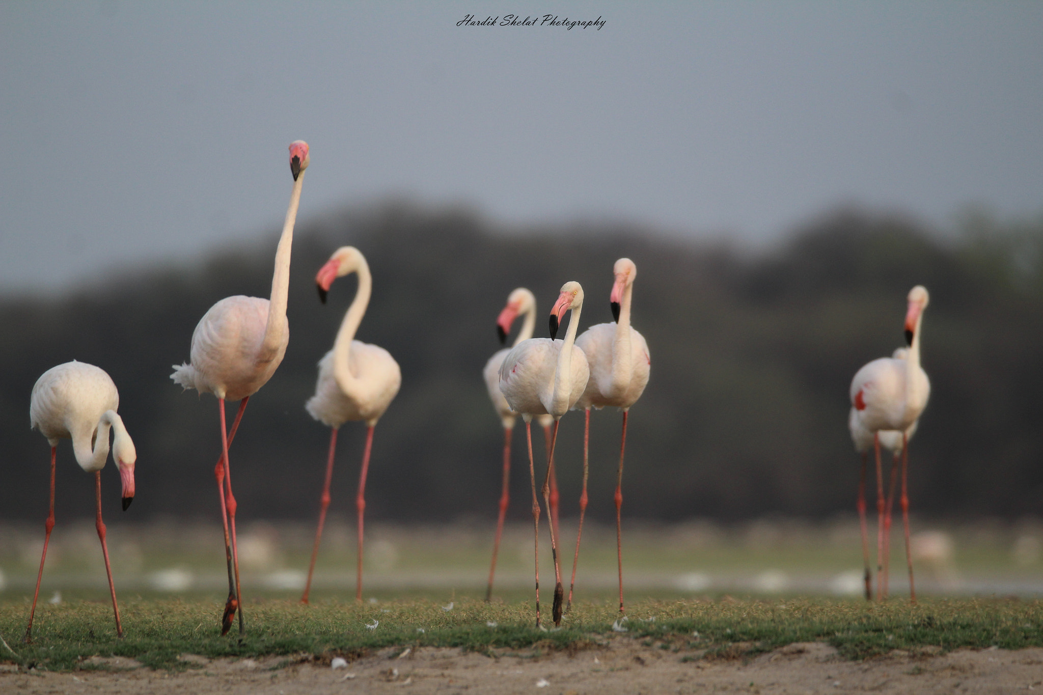 Canon EOS 1200D (EOS Rebel T5 / EOS Kiss X70 / EOS Hi) + Sigma 150-600mm F5-6.3 DG OS HSM | C sample photo. Greater flamingos in walk at thol lake,gujarat,india photography