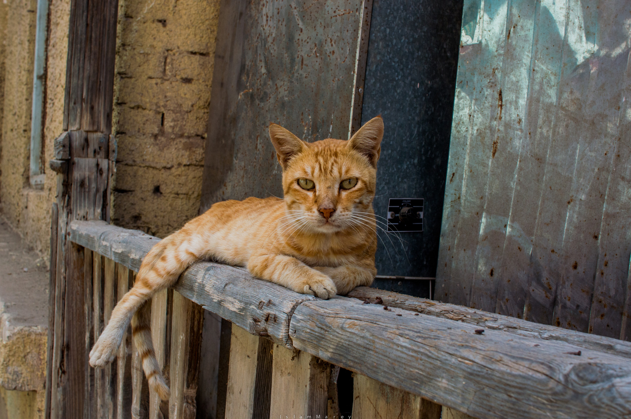 Nikon D3200 + Sigma 30mm F1.4 EX DC HSM sample photo. Dsc_8914-3.jpg photography