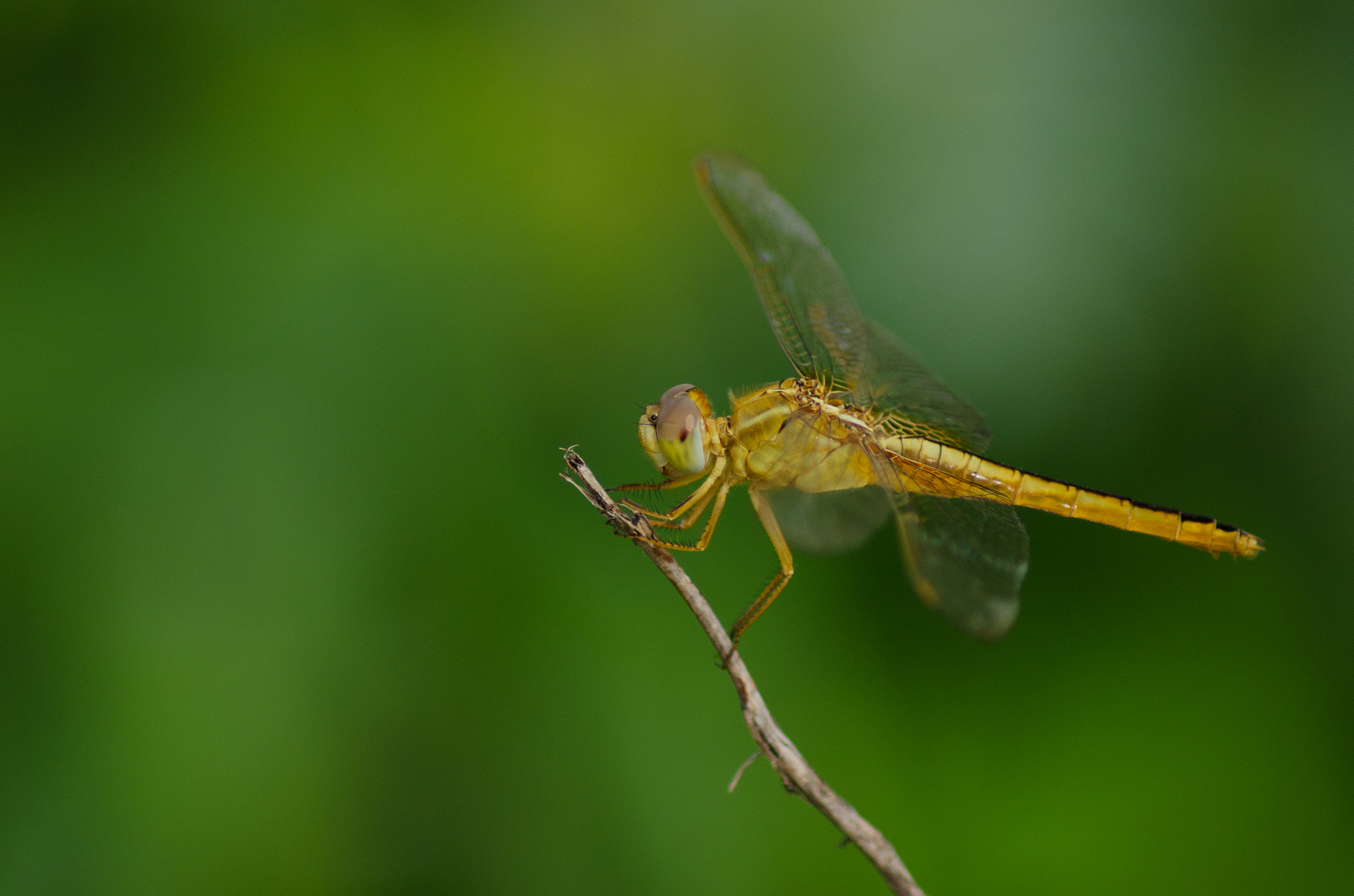 Nikon D7000 + Sigma 50-150mm F2.8 EX APO DC HSM II + 1.4x sample photo. Click soon i have to fly... photography