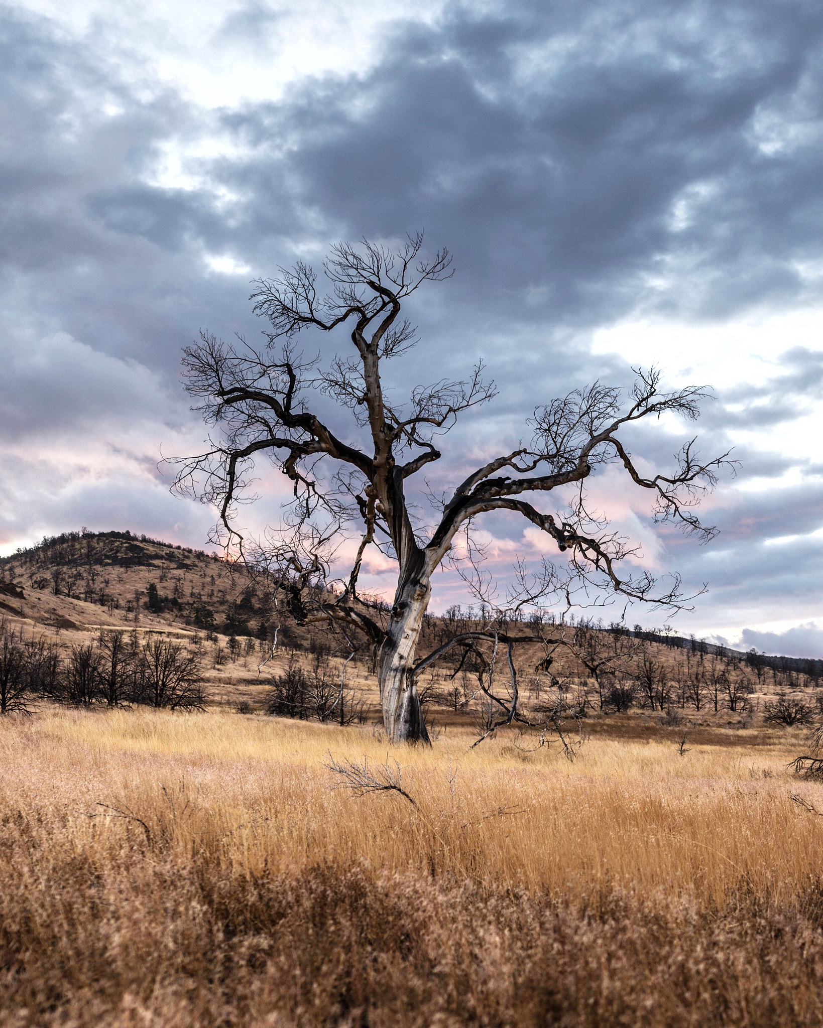 Nikon D4 + Sigma 35mm F1.4 DG HSM Art sample photo. Burnt solo tree sunrise. nevada. while driving to  ... photography