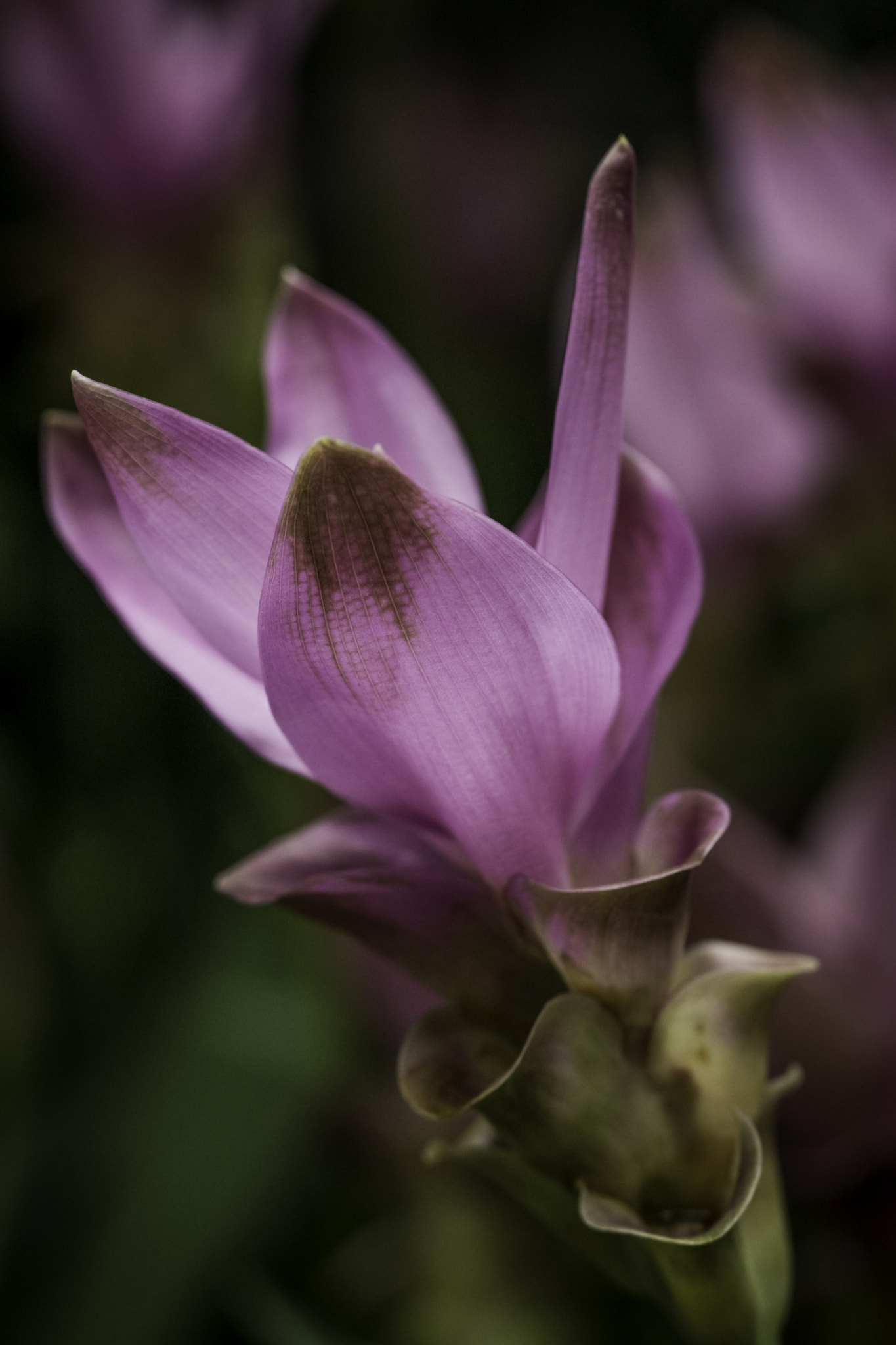 90mm F2.8 Macro G OSS sample photo. Dsc photography