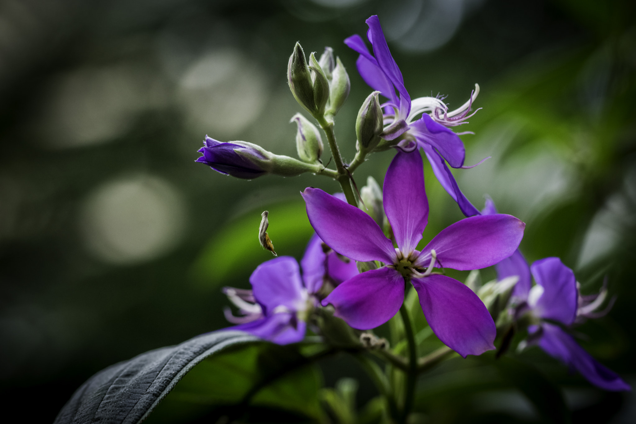 90mm F2.8 Macro G OSS sample photo. Dsc photography