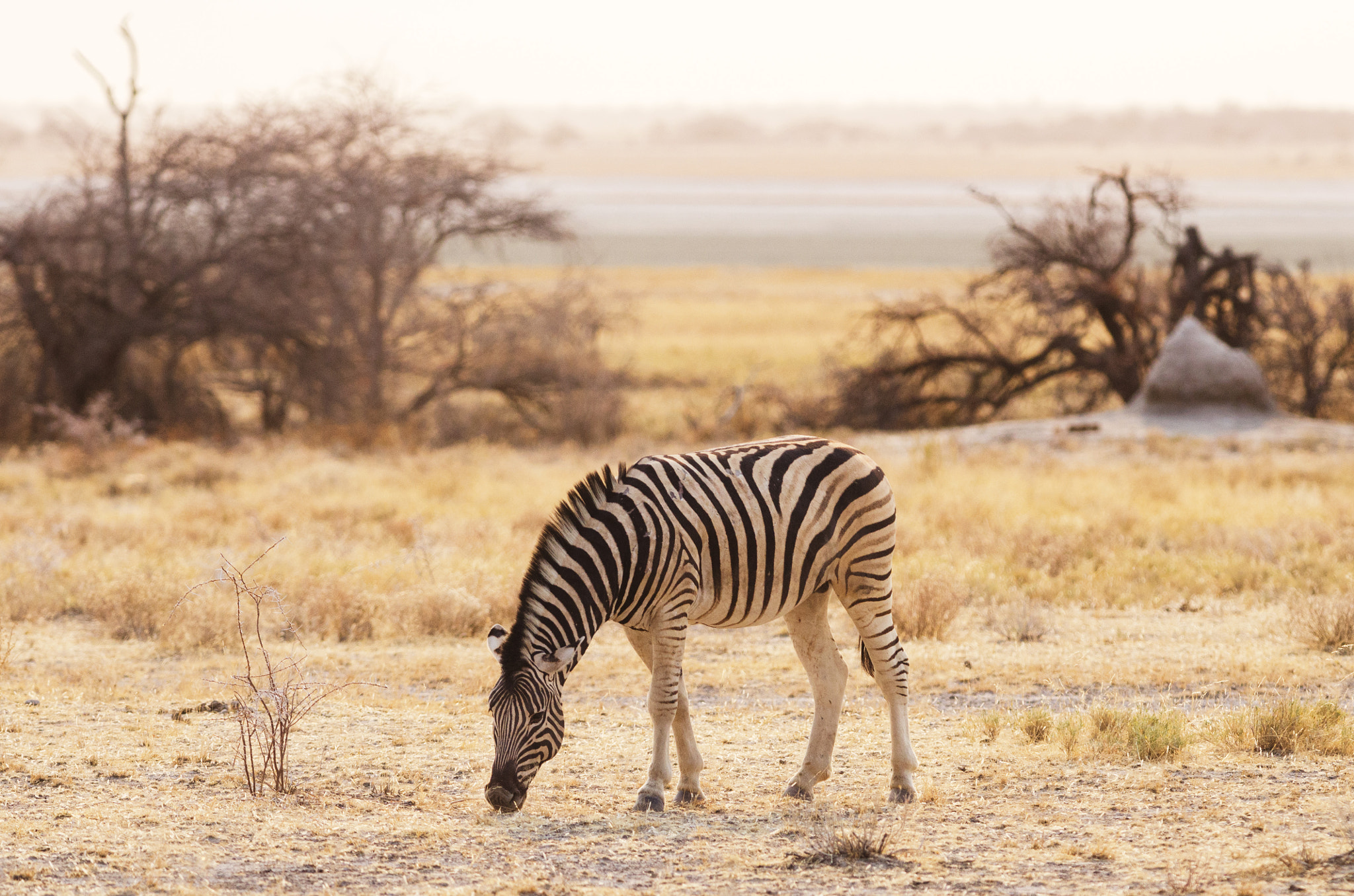 Nikon D7000 + Nikon AF-S Nikkor 300mm F4D ED-IF sample photo. Zebra in etosha photography