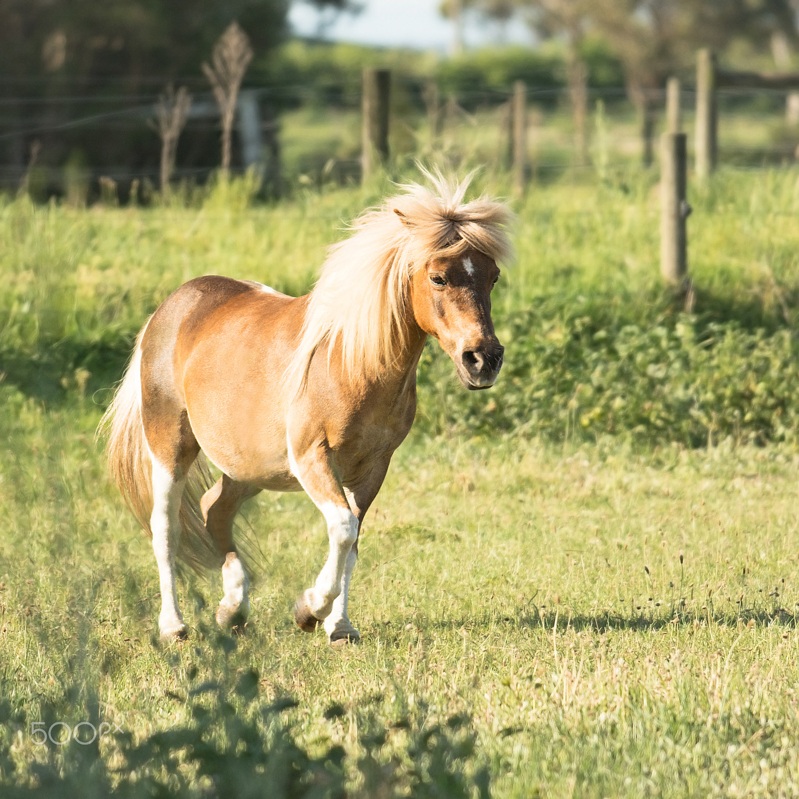 Nikon AF-S Nikkor 70-200mm F4G ED VR sample photo. Miniature pony photography