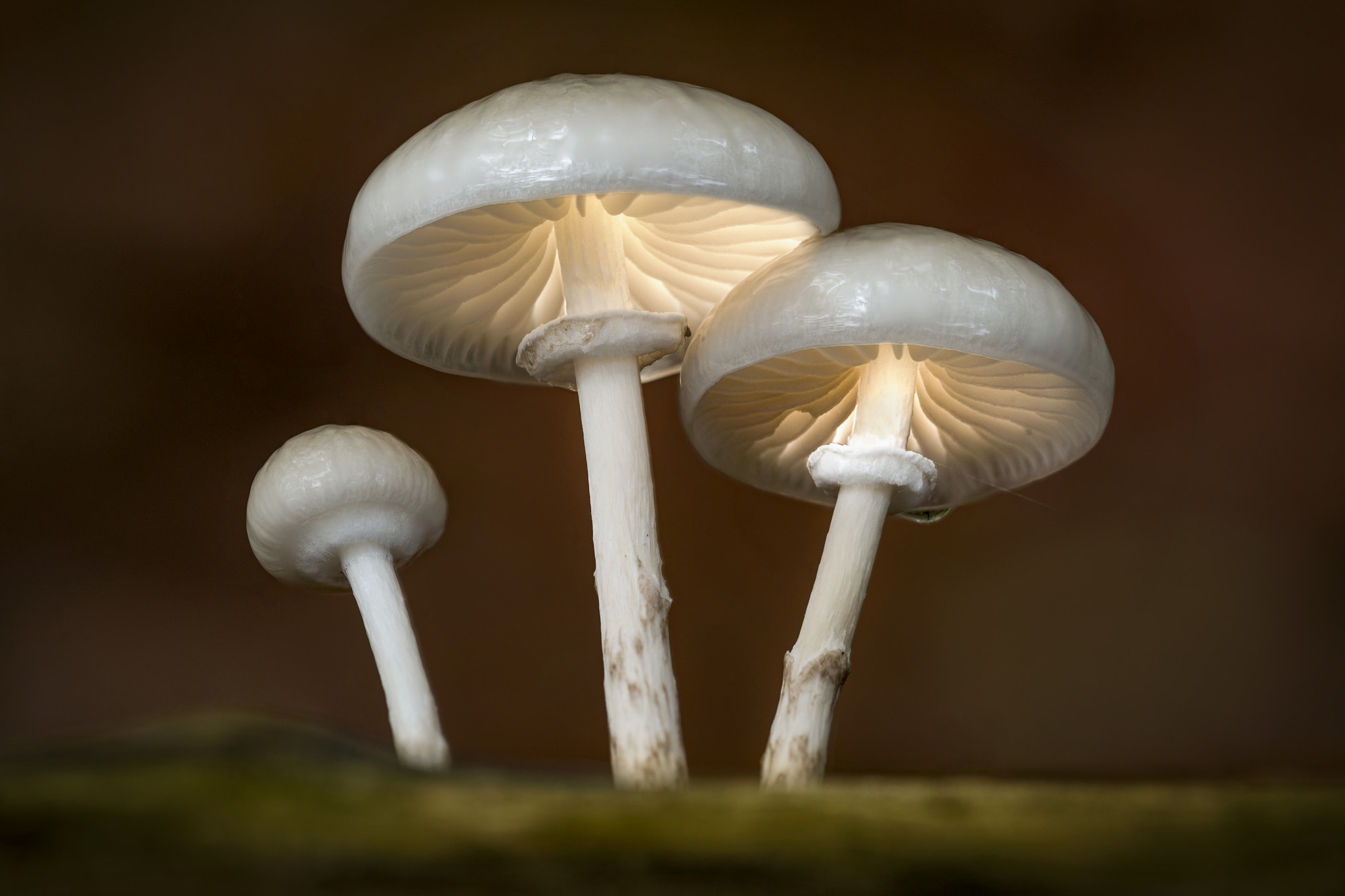 Nikon D800 + Sigma 150mm F2.8 EX DG Macro HSM sample photo. Enlighted mushrooms photography