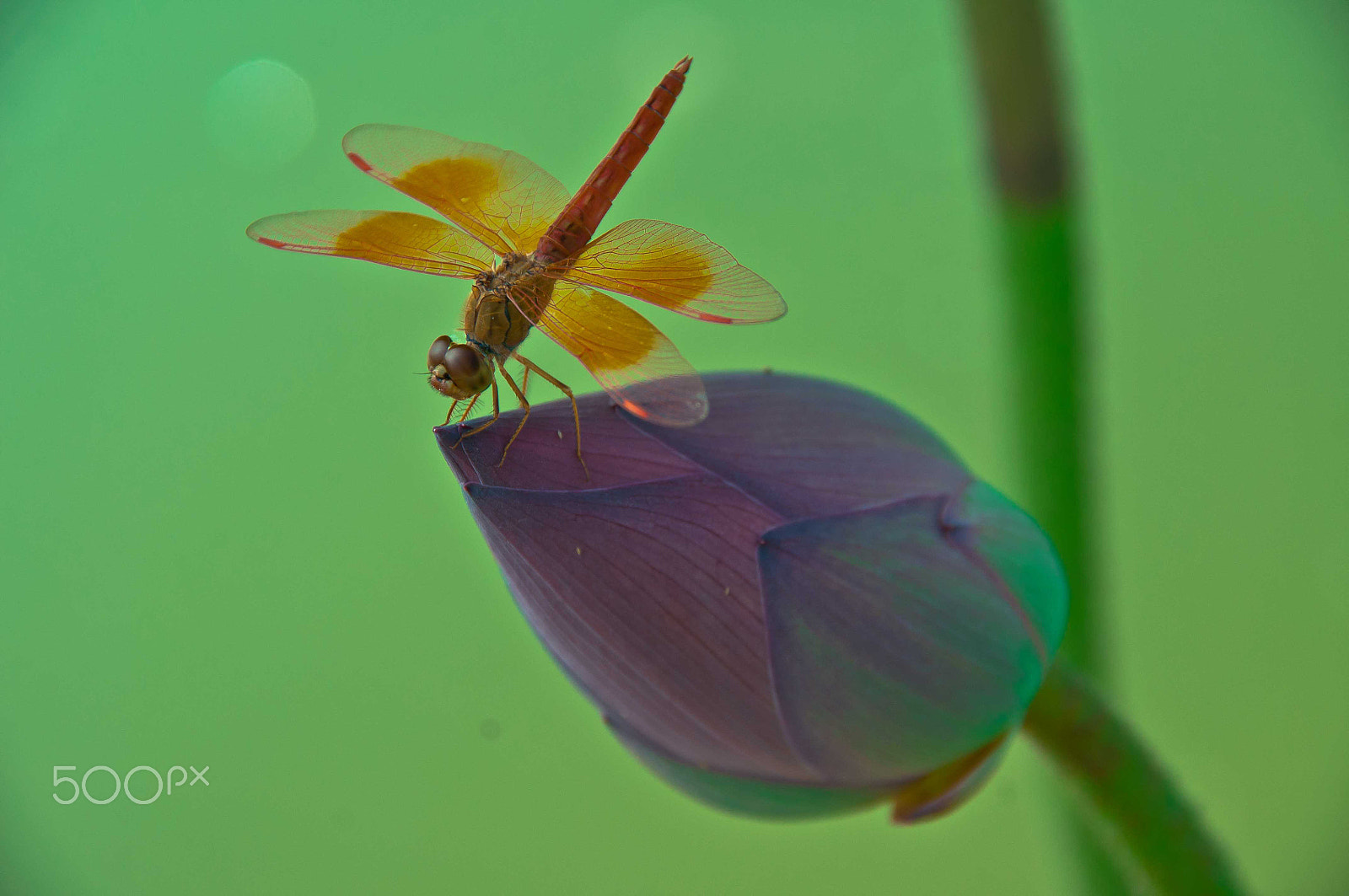 Nikon D90 sample photo. Dragonfly photography