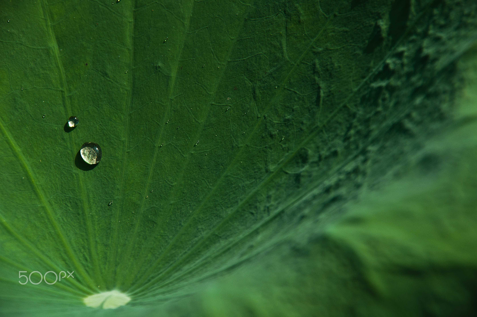 Nikon D90 + Sigma 18-200mm F3.5-6.3 DC sample photo. Vietnam nature photography