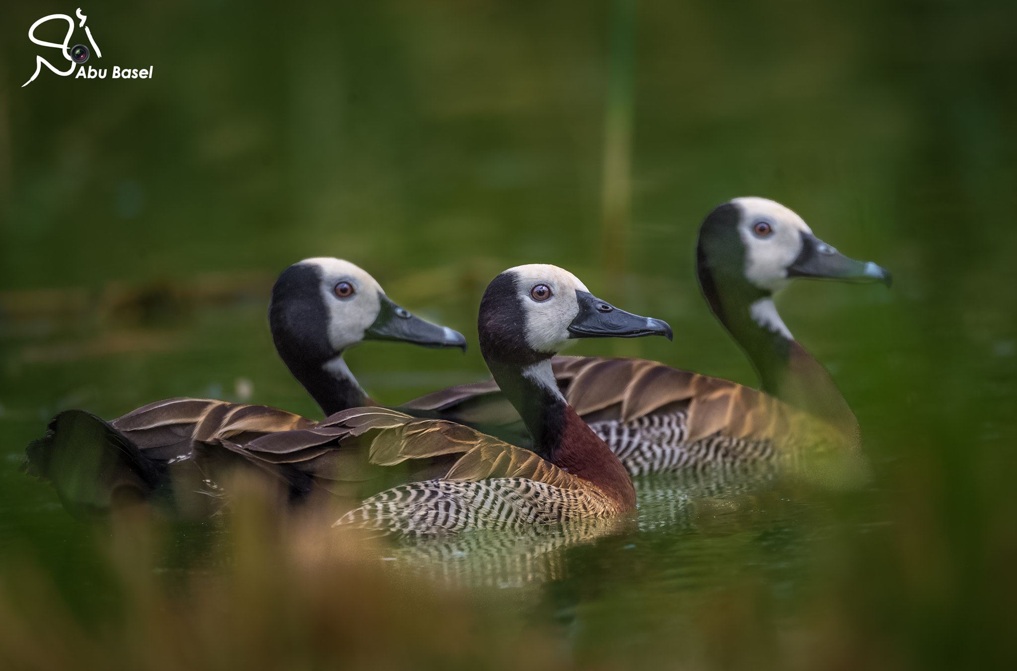 Sigma 150-600mm F5-6.3 DG OS HSM | S sample photo