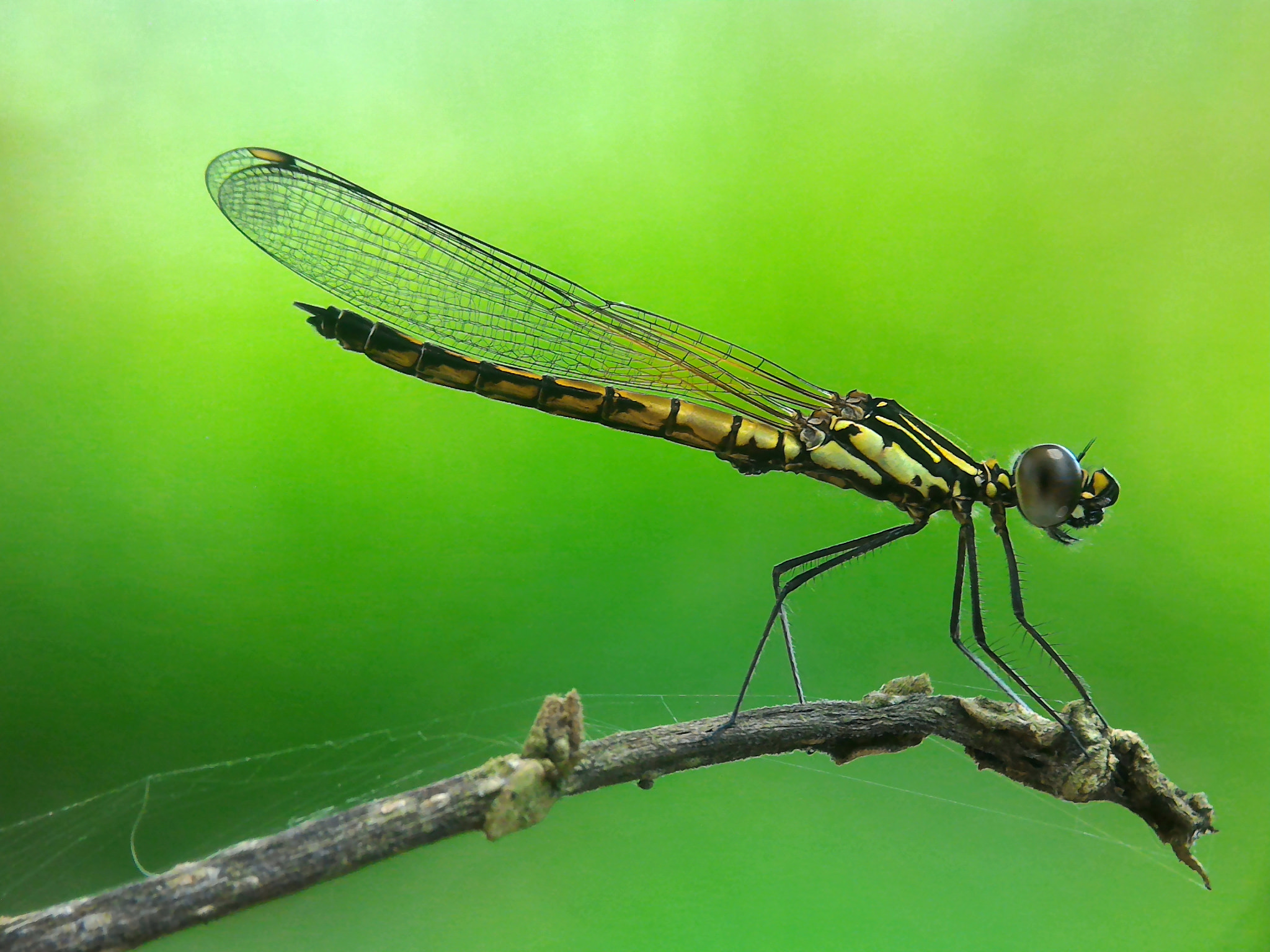 ASUS Z008D sample photo. Damselfly photography