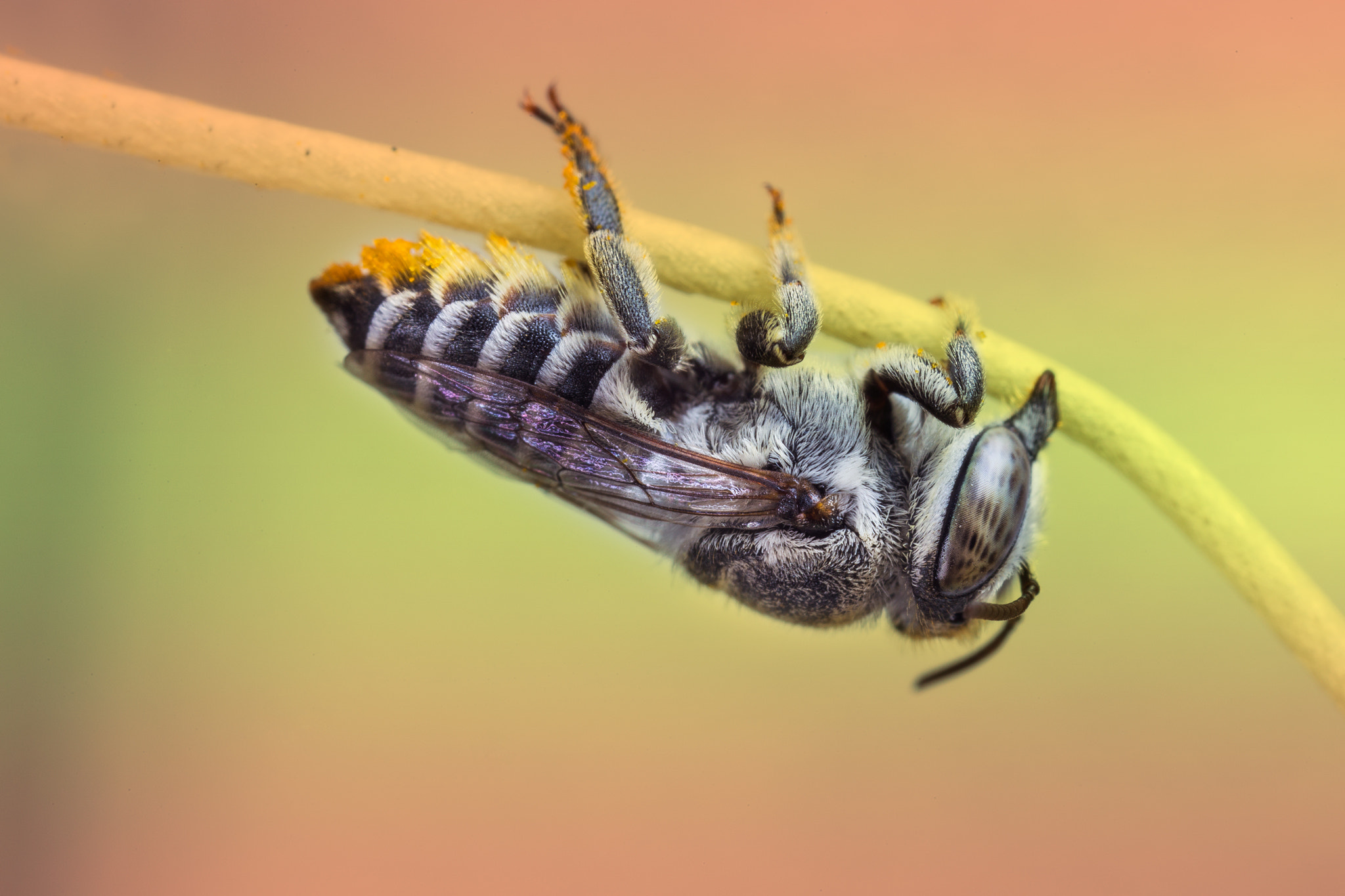 Canon MP-E 65mm F2.5 1-5x Macro Photo sample photo. Upside down photography