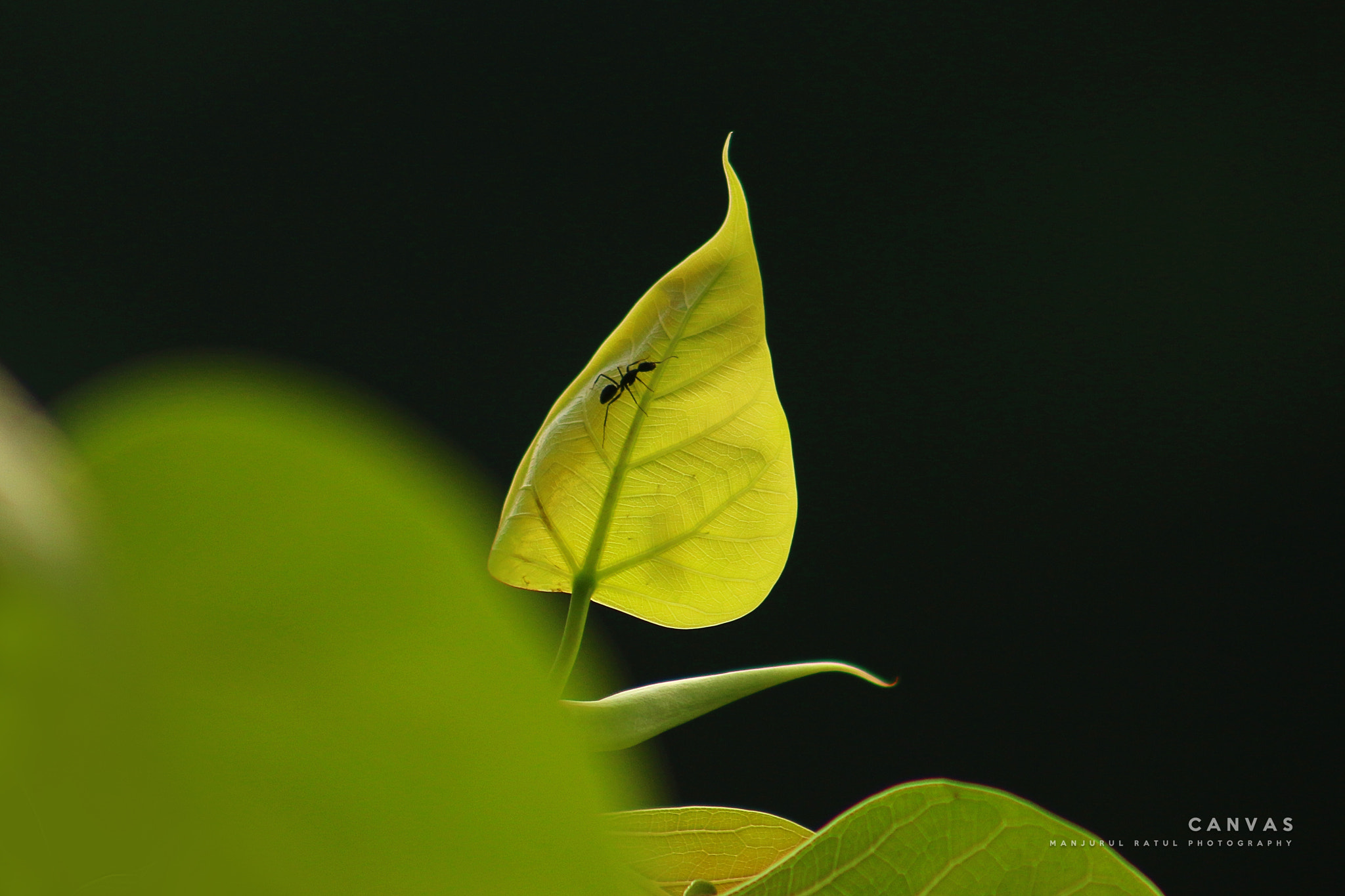Canon EF 75-300mm f/4-5.6 USM sample photo. N a t u r e ॥ 2016 photography