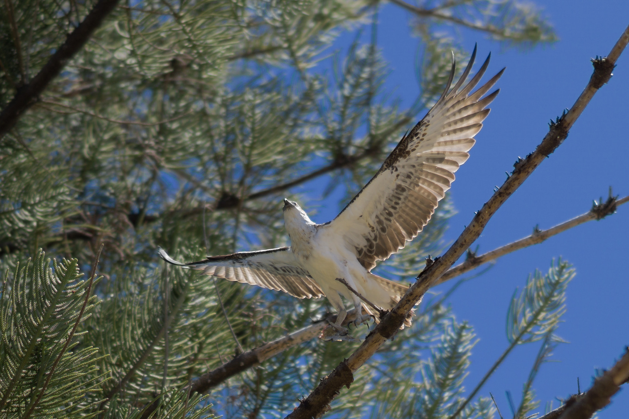 Sony FE 85mm F1.4 GM sample photo. Osprey taking flight photography
