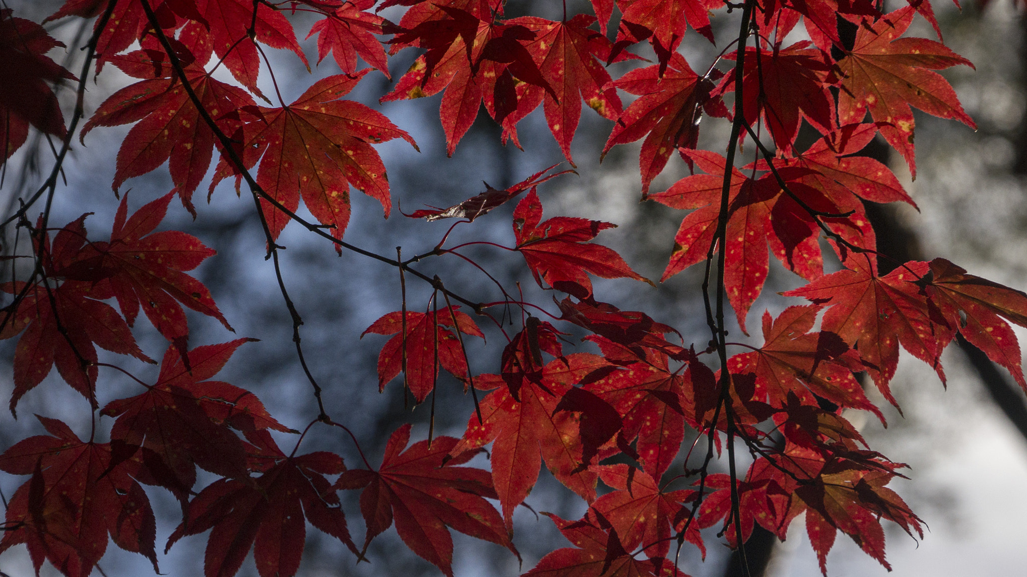Sony E 18-200mm F3.5-6.3 OSS sample photo. Sun break photography