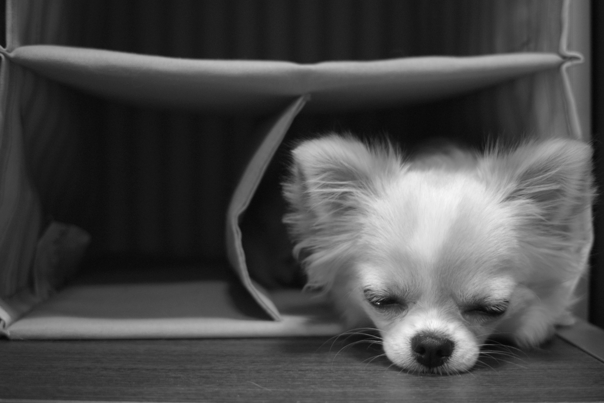 Sigma DP2 sample photo. Dotori in the cloth hanger photography