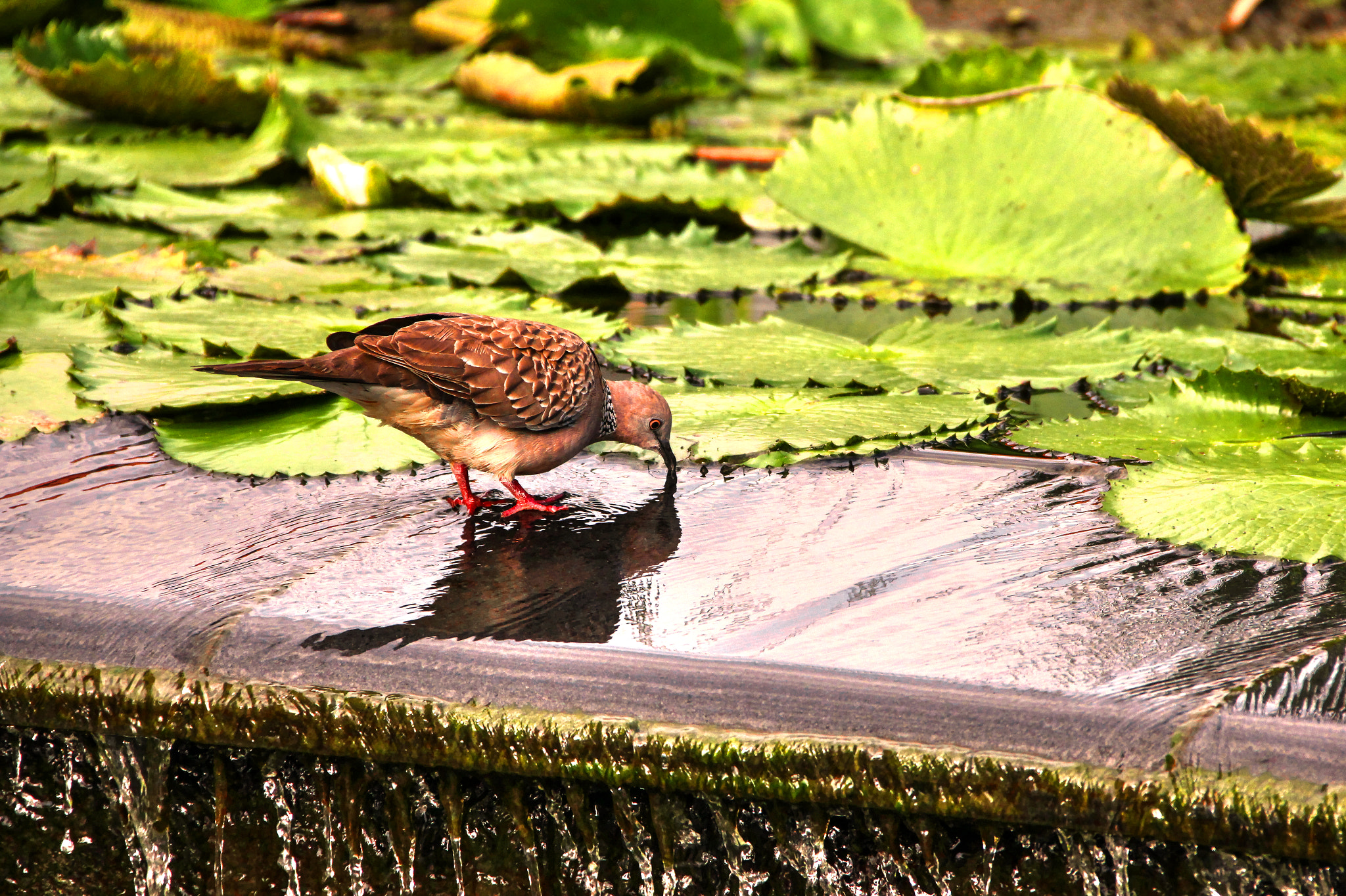 Canon EF 75-300mm F4.0-5.6 IS USM sample photo. Spotted dove photography