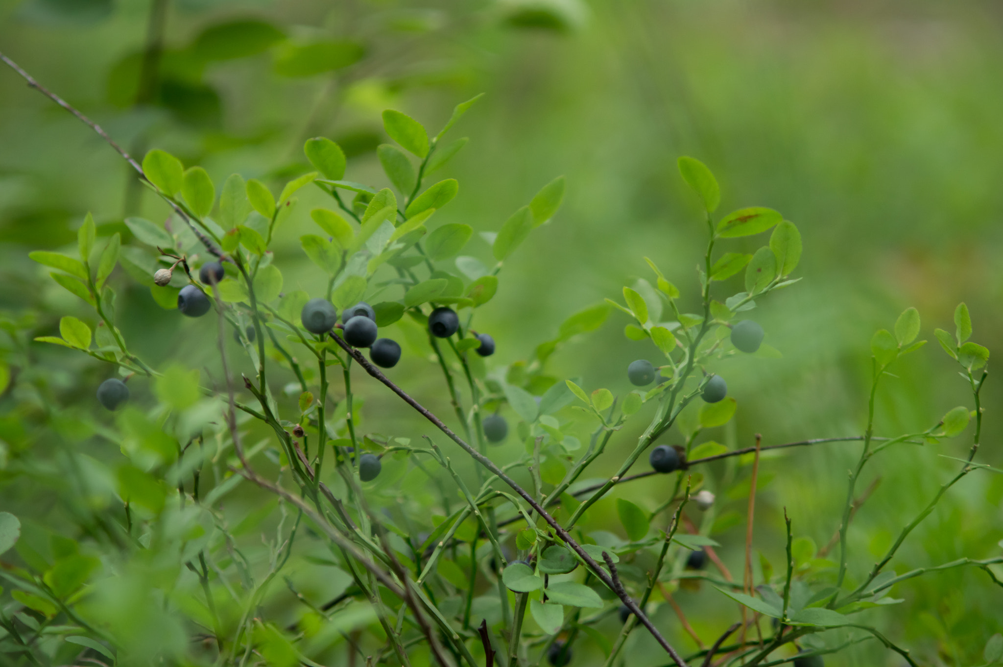 Minolta AF 70-210mm F4 Macro sample photo. Bilberry photography