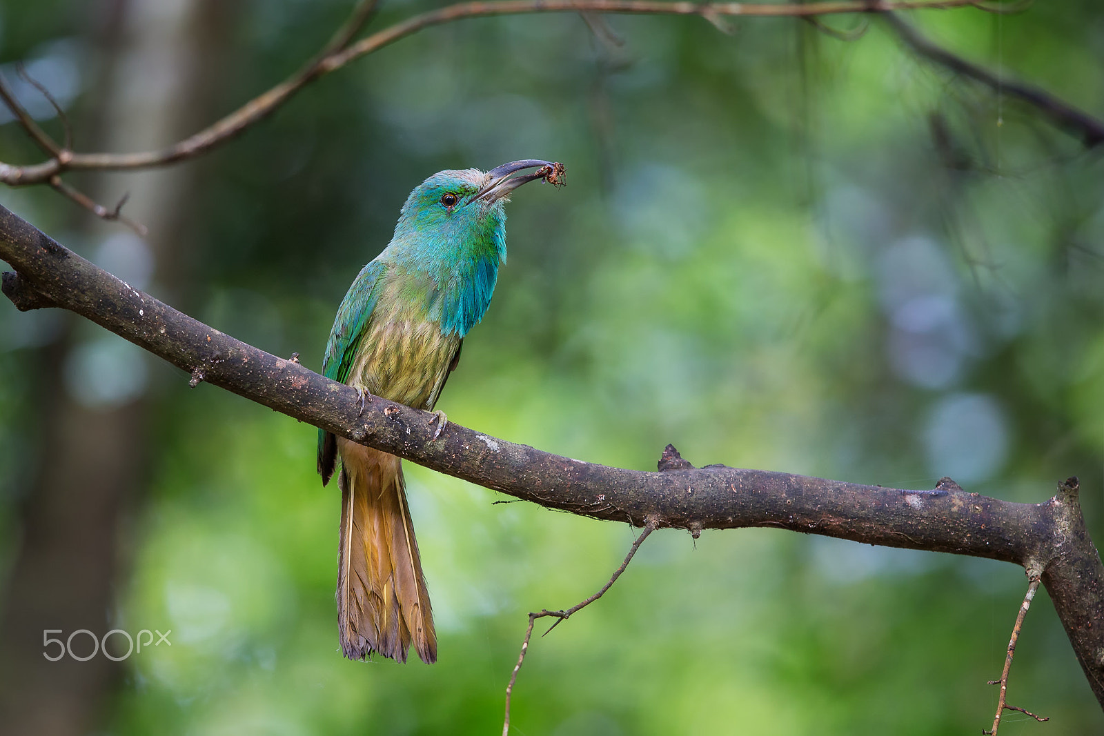 Canon EF 600mm F4L IS II USM sample photo. Blue-bearded bee-eater photography
