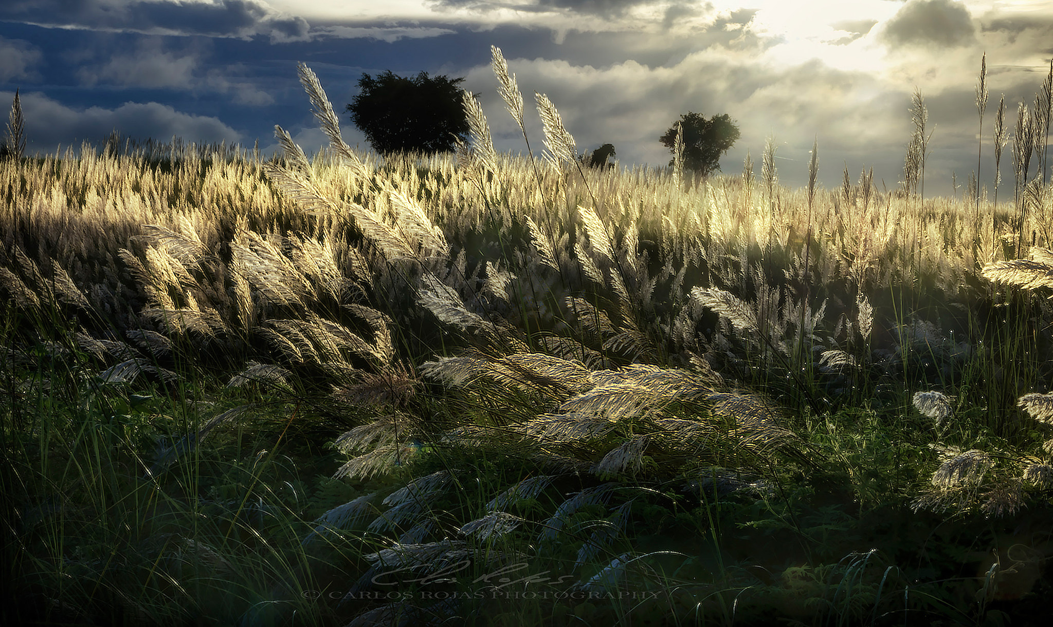 Tamron AF 18-200mm F3.5-6.3 XR Di II LD Aspherical (IF) Macro sample photo. Morning in thetalahib fields photography