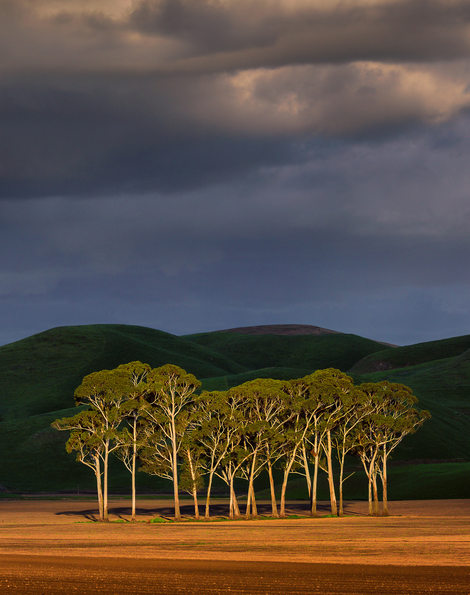 Canon EF 70-200mm F4L USM sample photo. Small group of trees photography