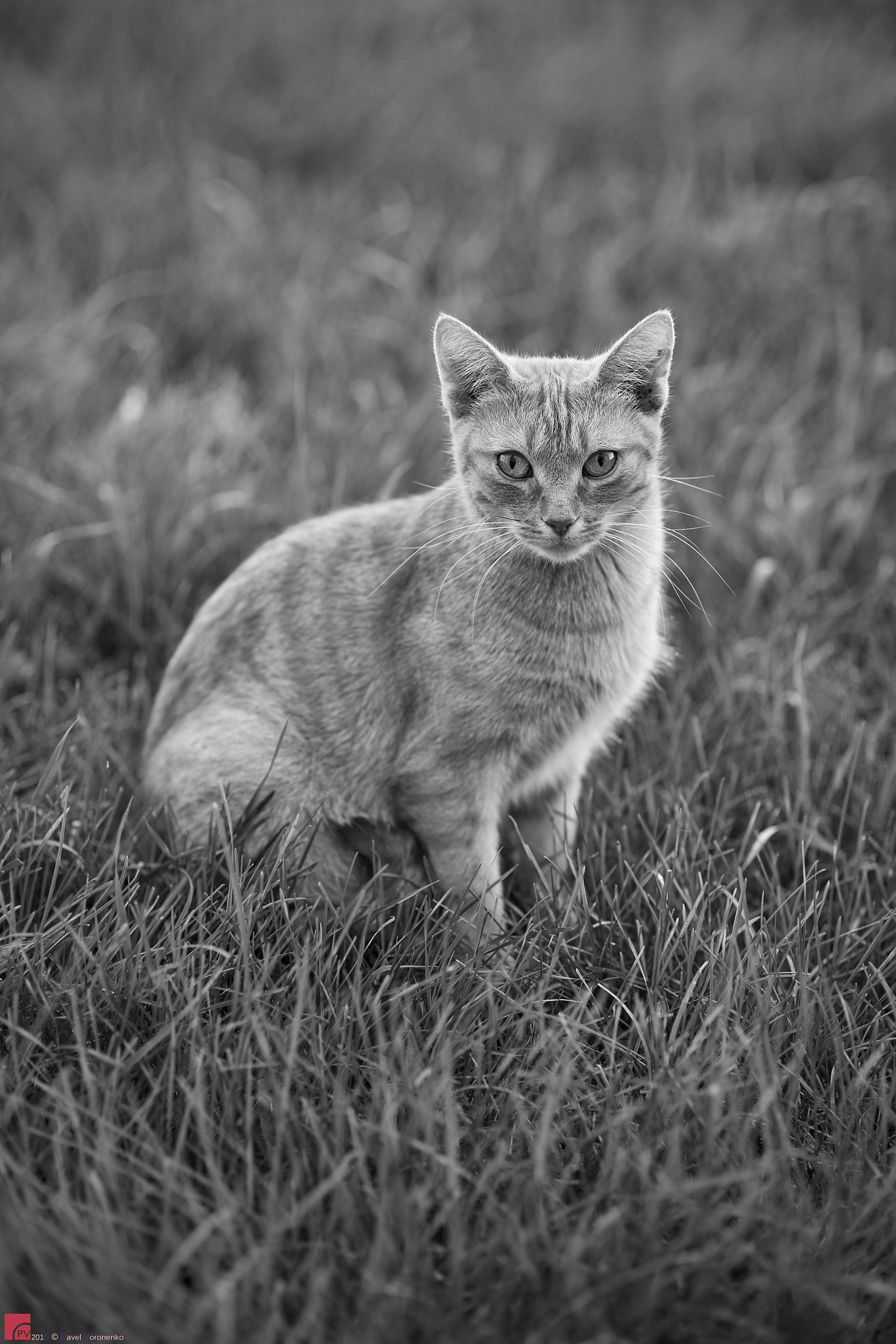 Nikon D810 sample photo. The master cat photography
