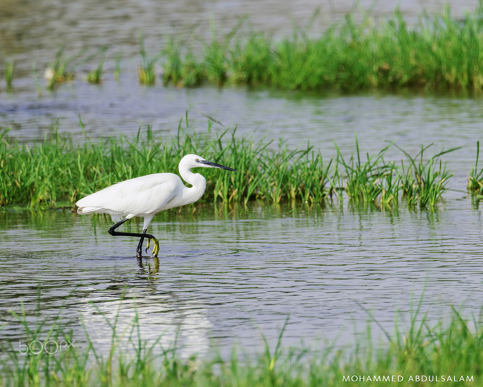 Nikon D610 + Sigma 50mm F2.8 EX DG Macro sample photo. Bird photography