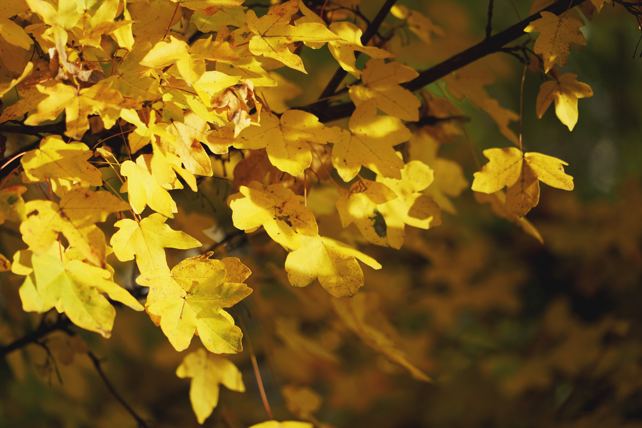 Sony FE 24-240mm F3.5-6.3 OSS sample photo. Fall color photography