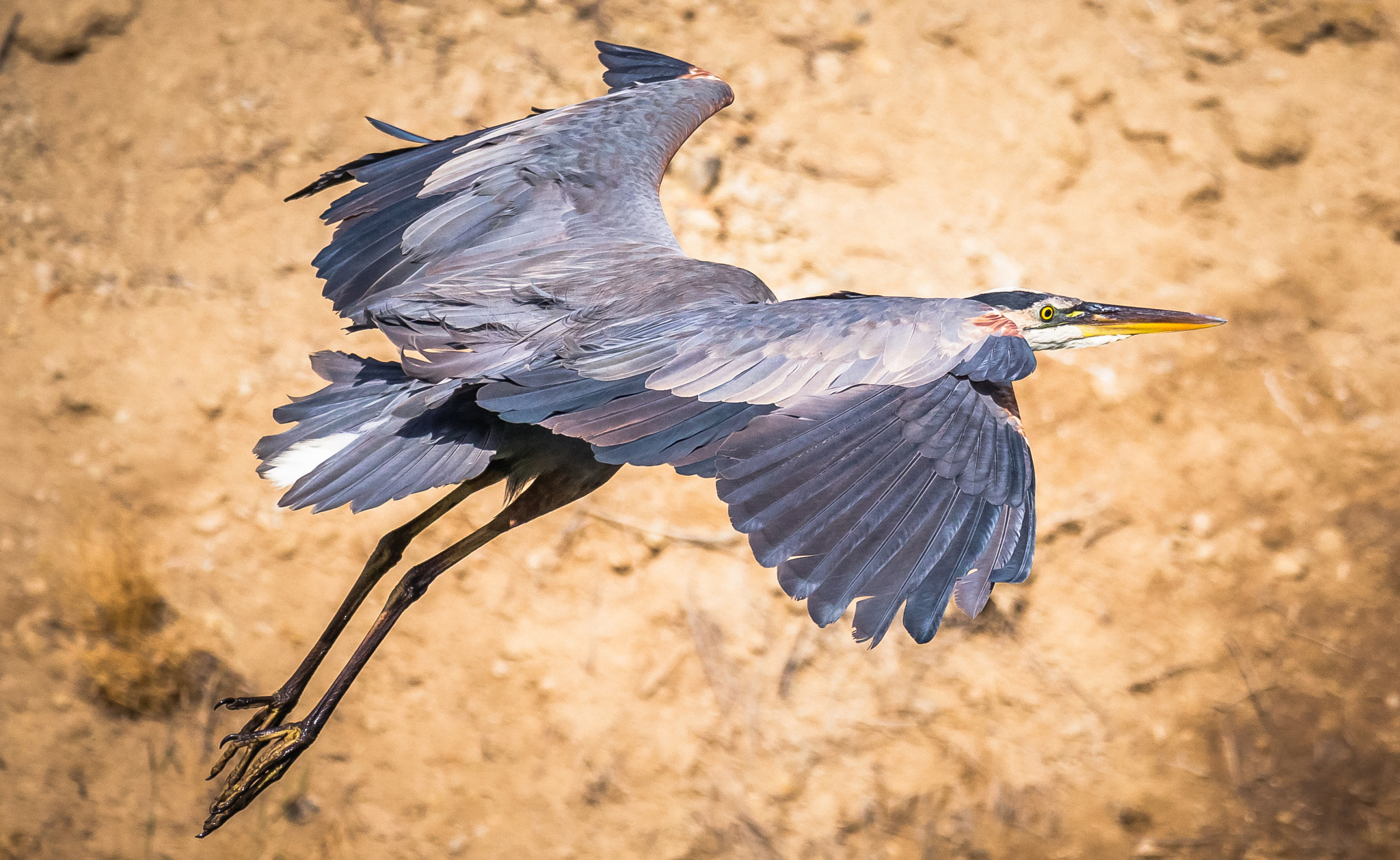 150-600mm F5-6.3 DG OS HSM | Contemporary 015 sample photo. Gbh juvenile at "that awkward stage" photography