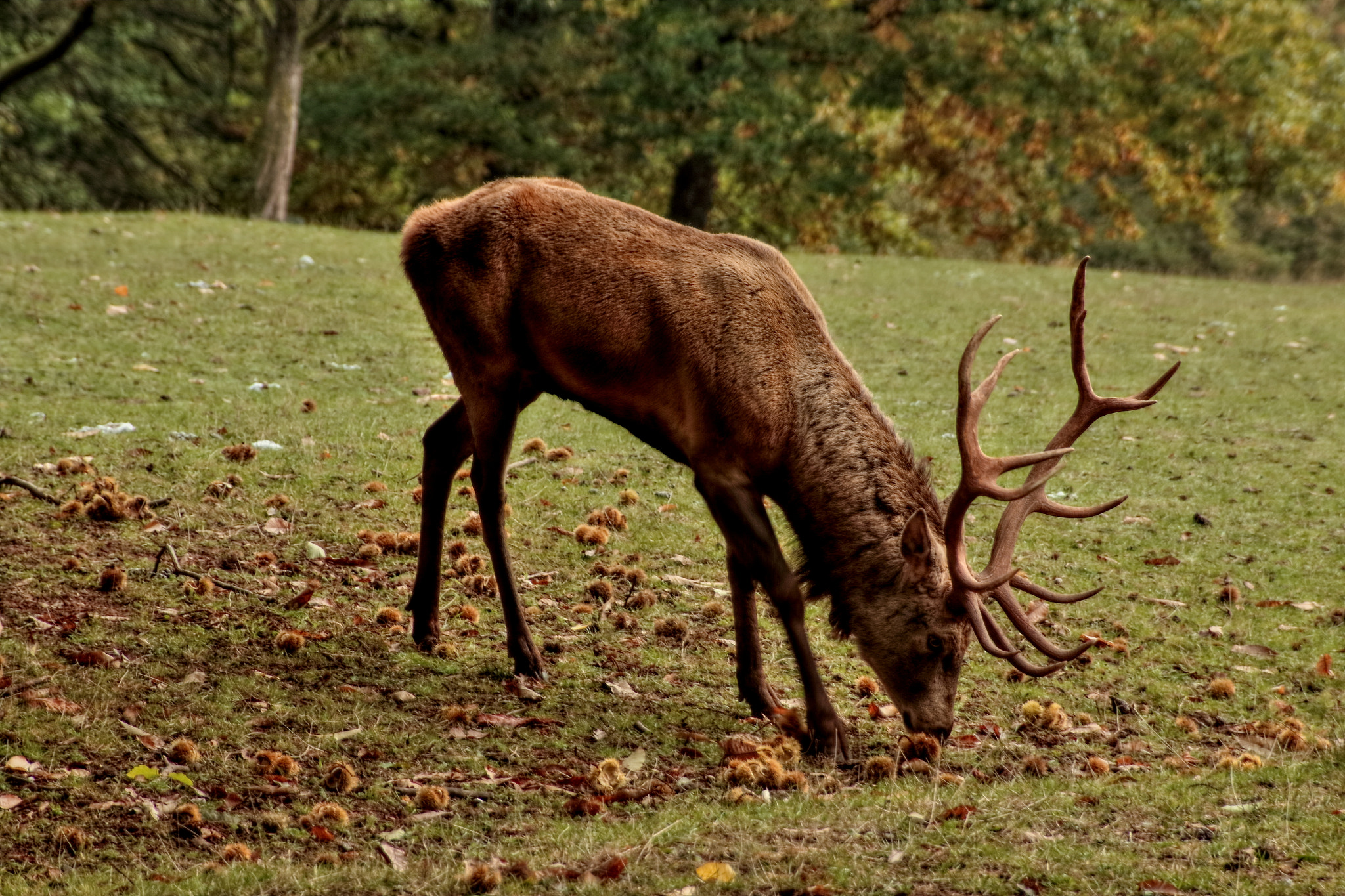 Canon EF 24-85mm F3.5-4.5 USM sample photo. Deer photography