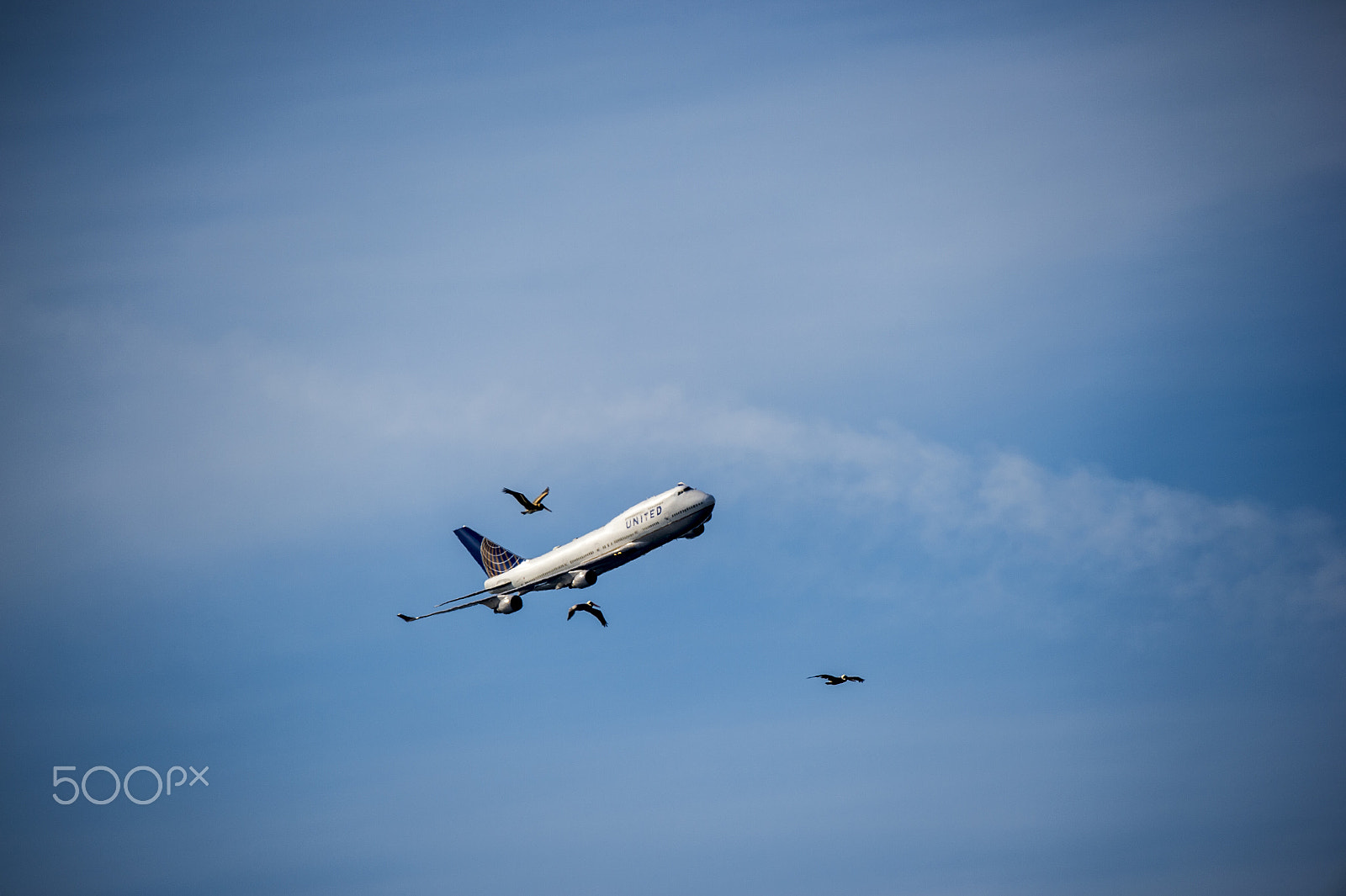 Sigma 150-600mm F5-6.3 DG OS HSM | S sample photo. Together, we fly. photography