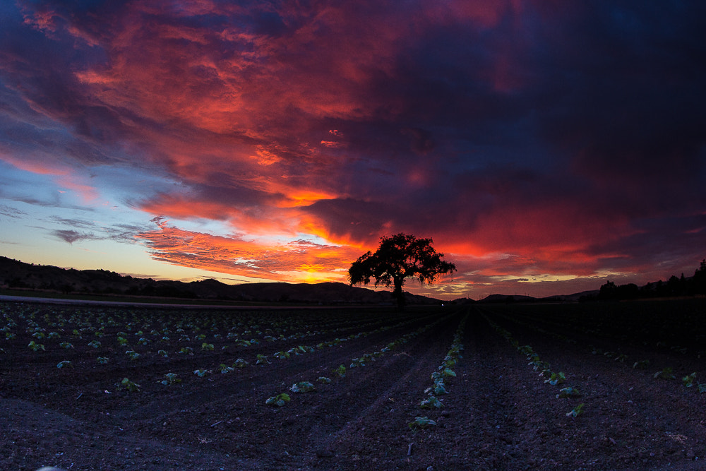 Canon EF 8-15mm F4L Fisheye USM sample photo. Eos d photography